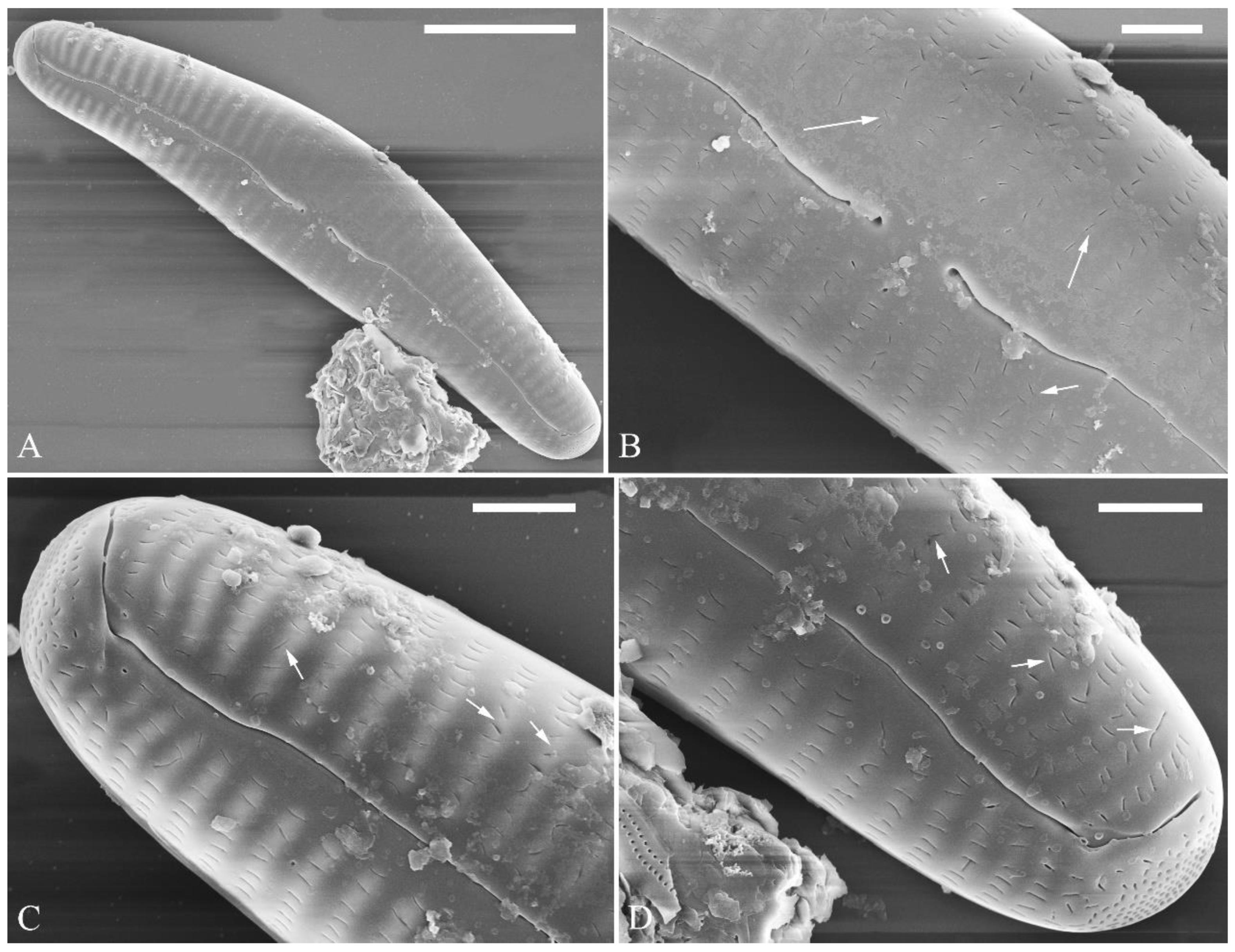 Preprints 109315 g006