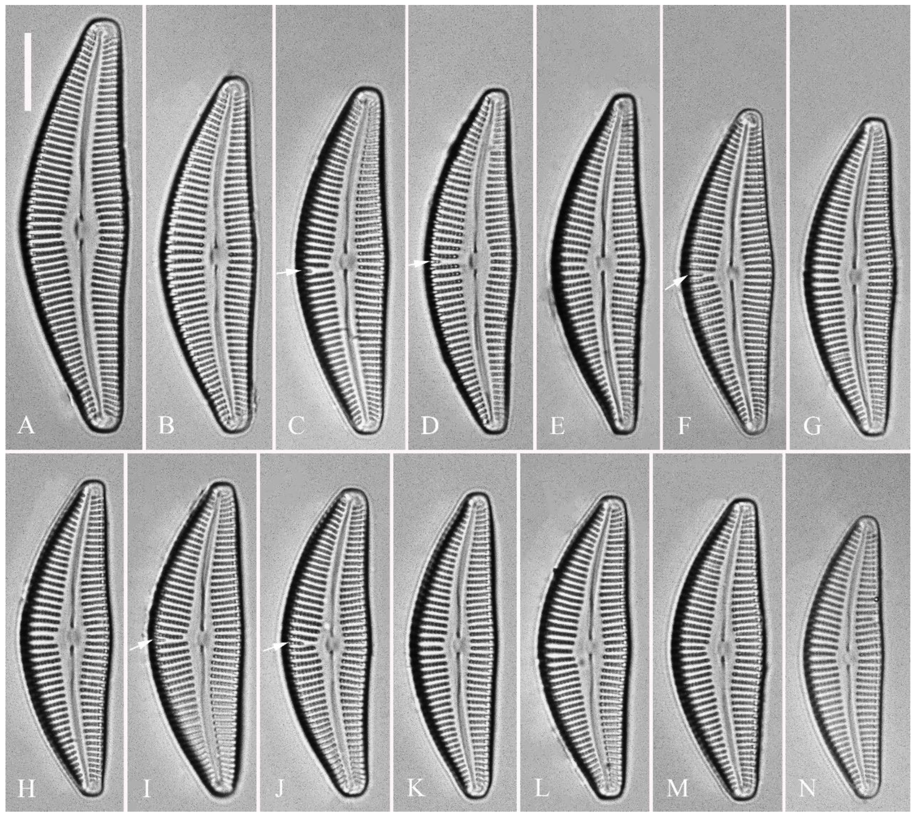 Preprints 109315 g009