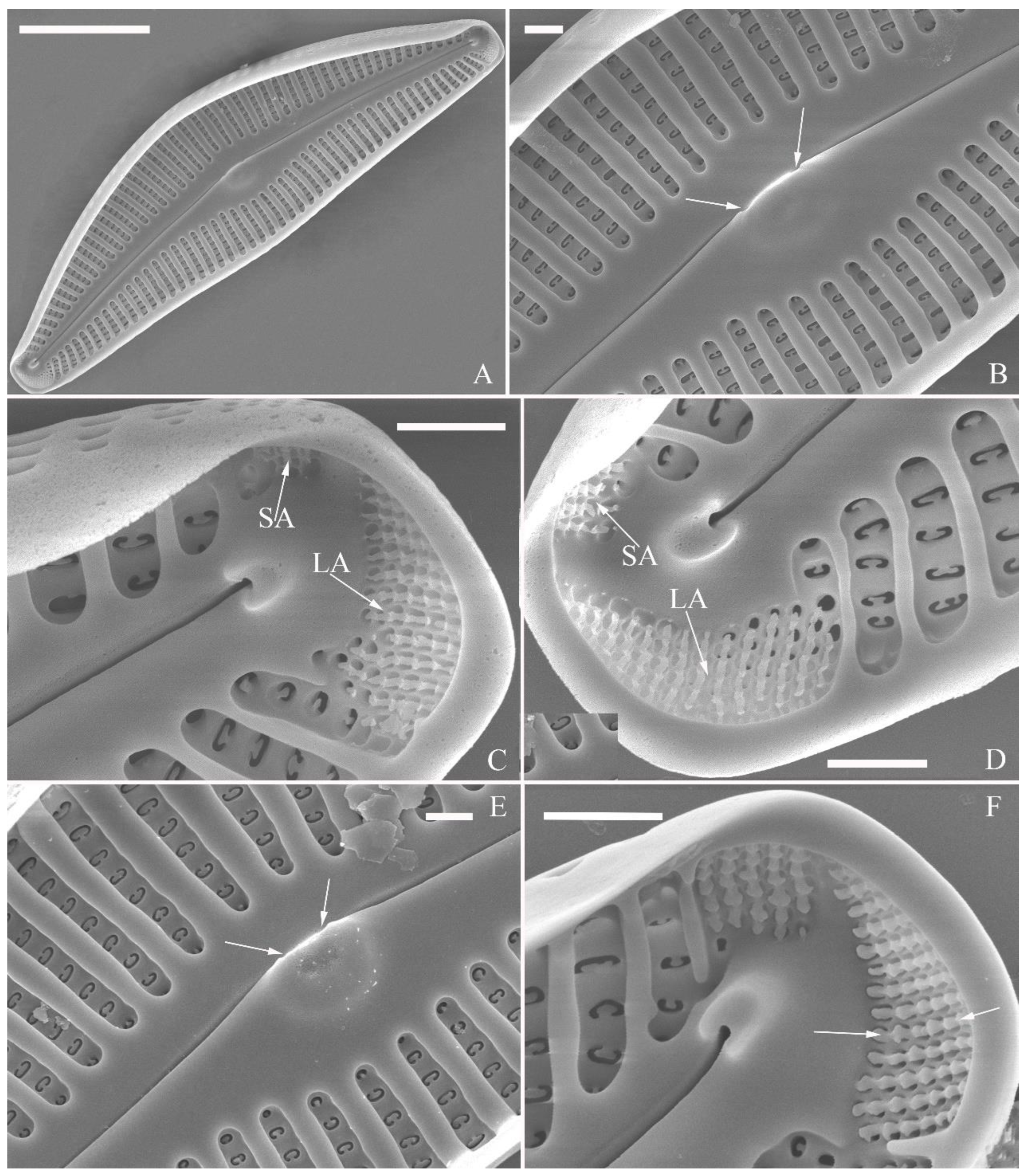 Preprints 109315 g011