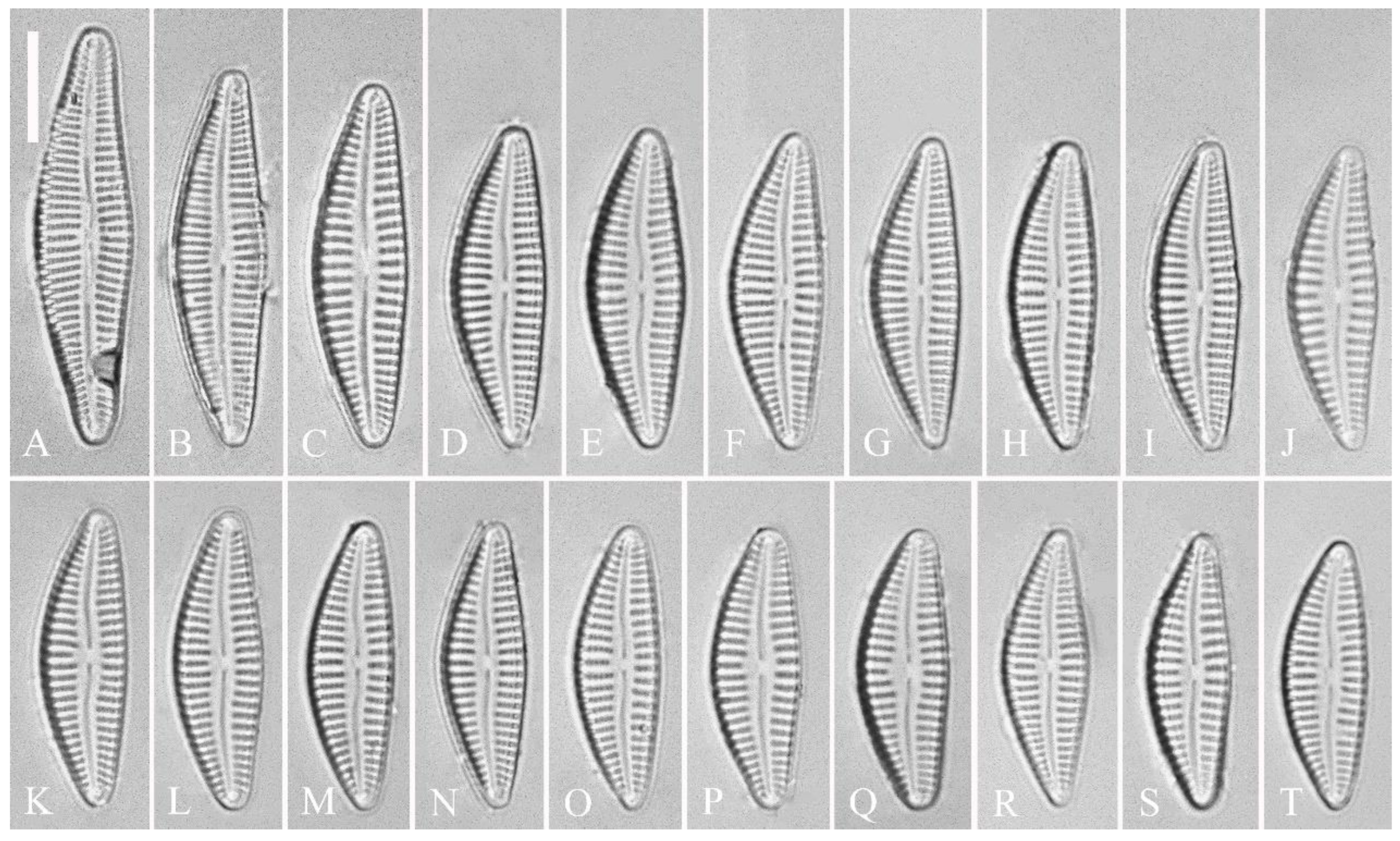 Preprints 109315 g012