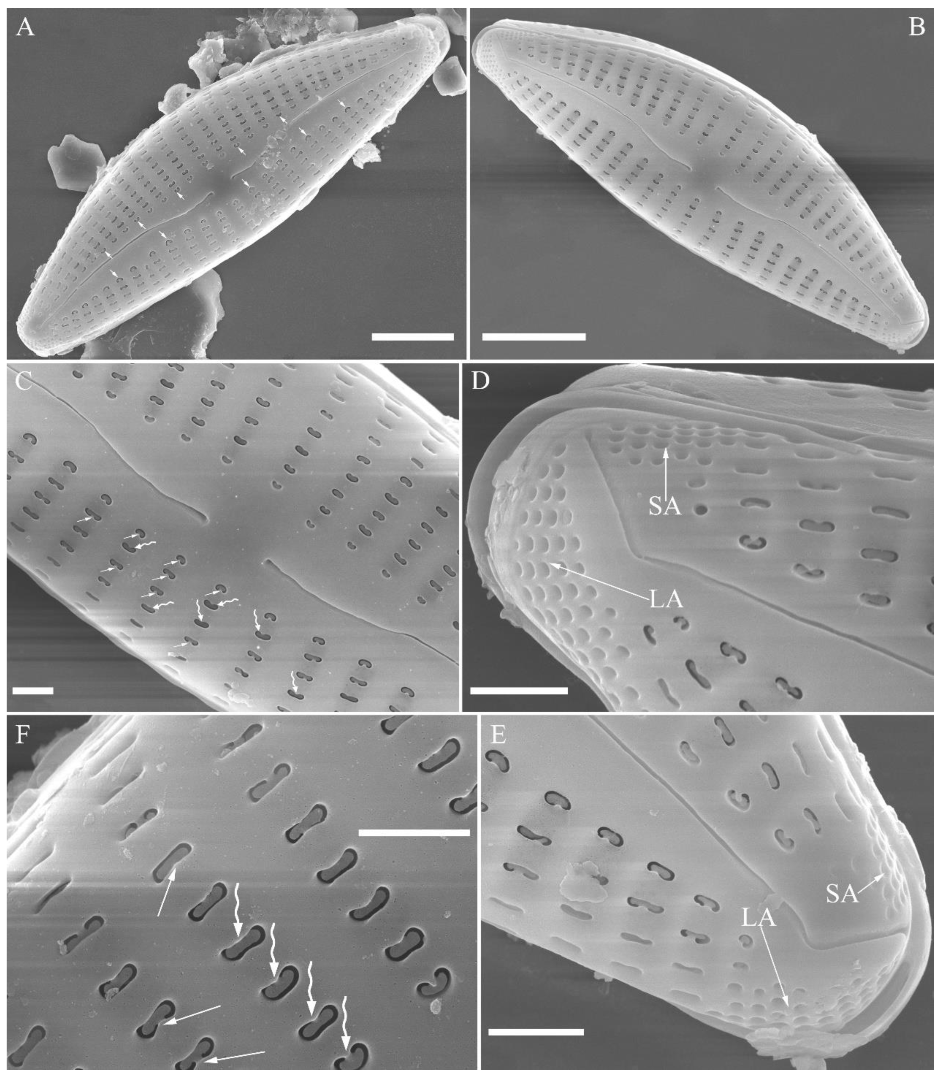 Preprints 109315 g014