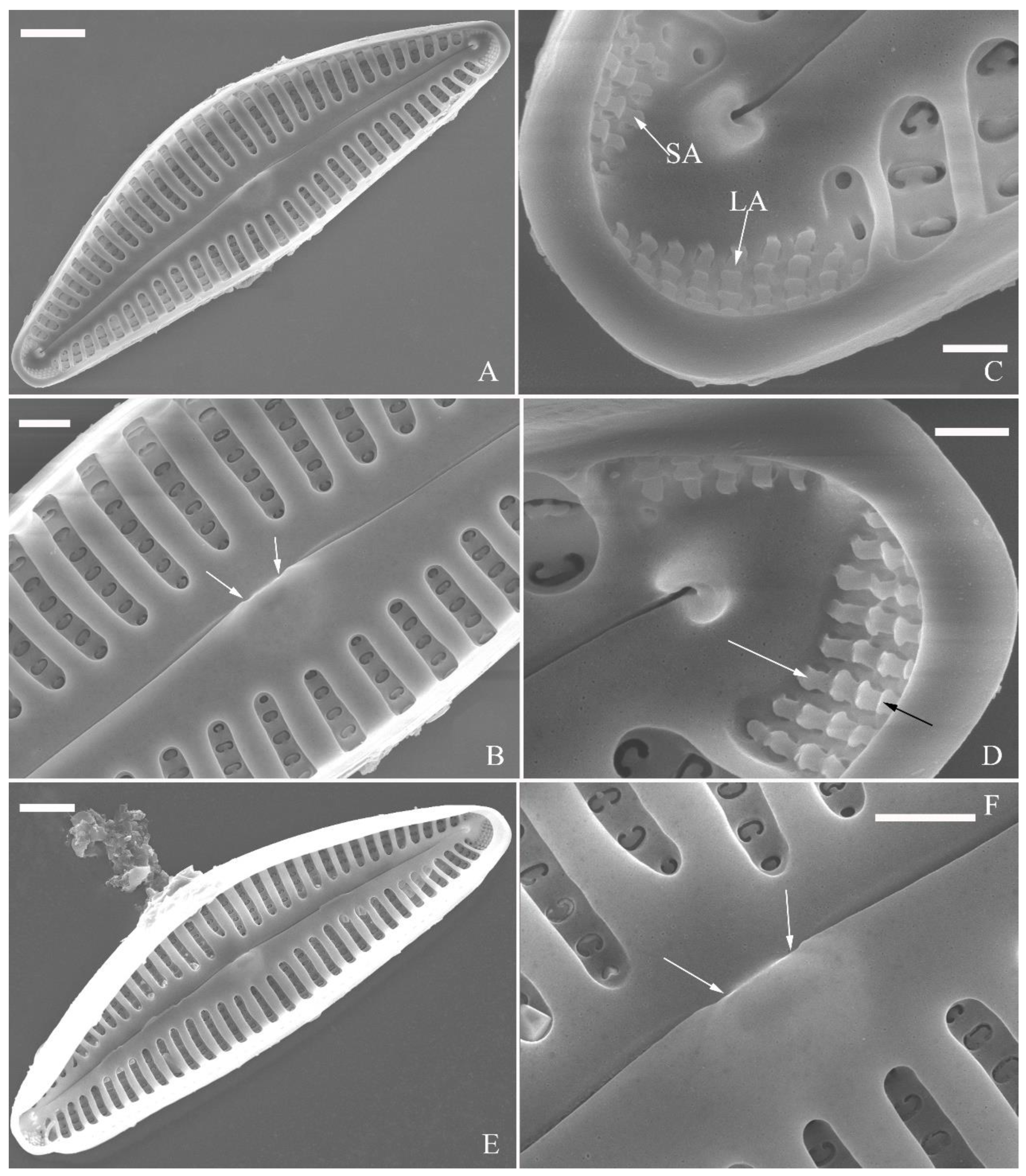 Preprints 109315 g015