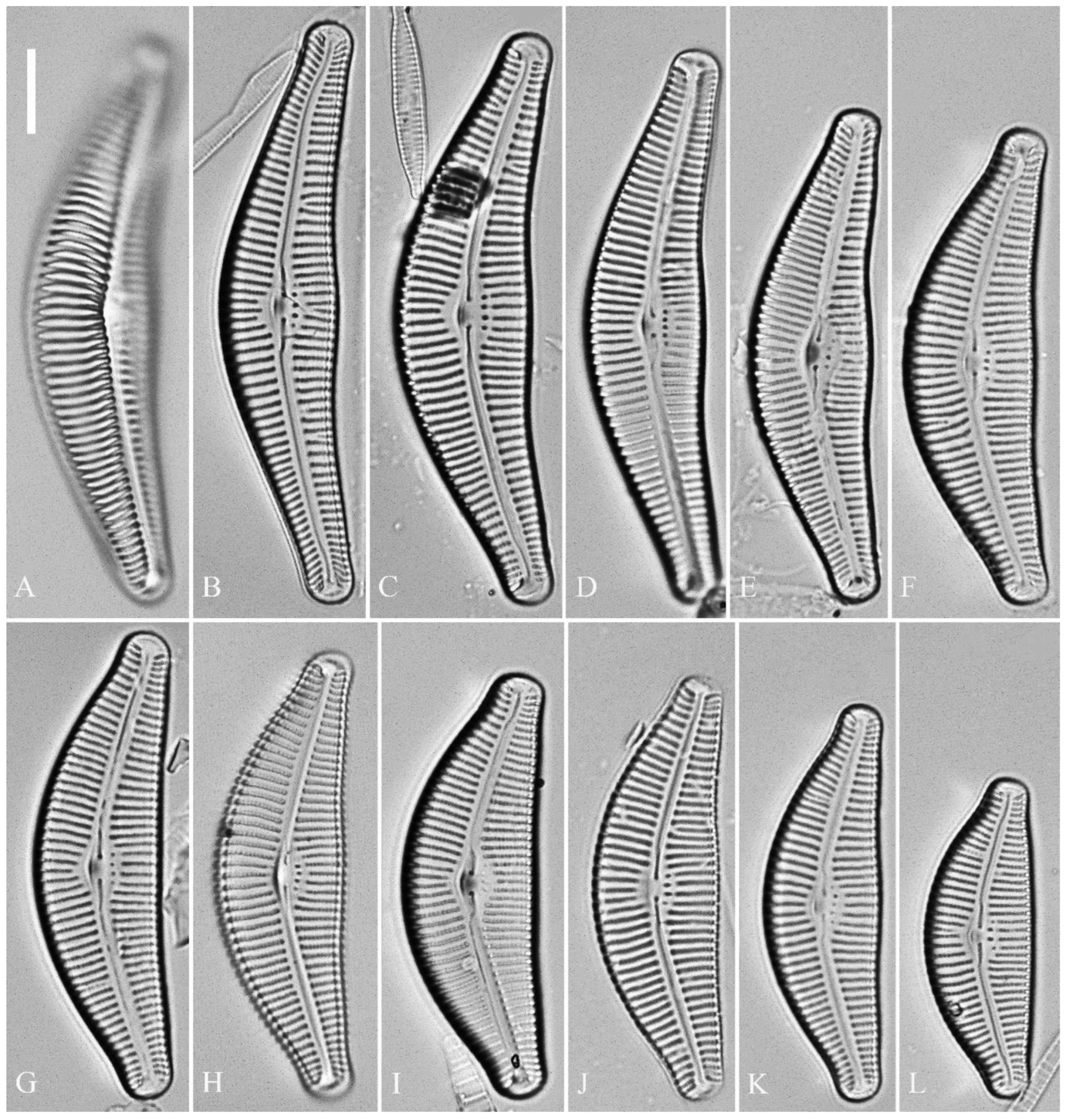 Preprints 109315 g020