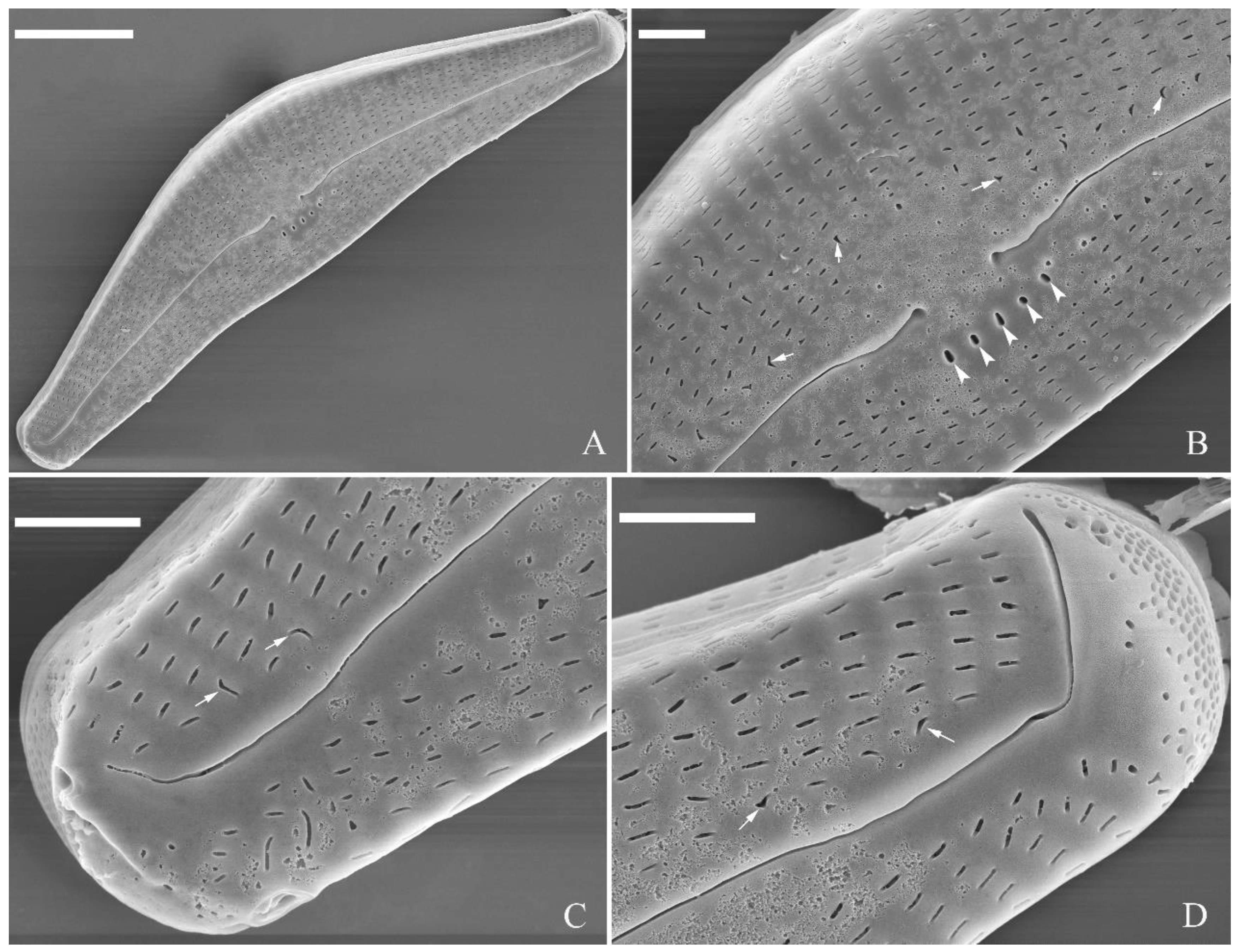 Preprints 109315 g021