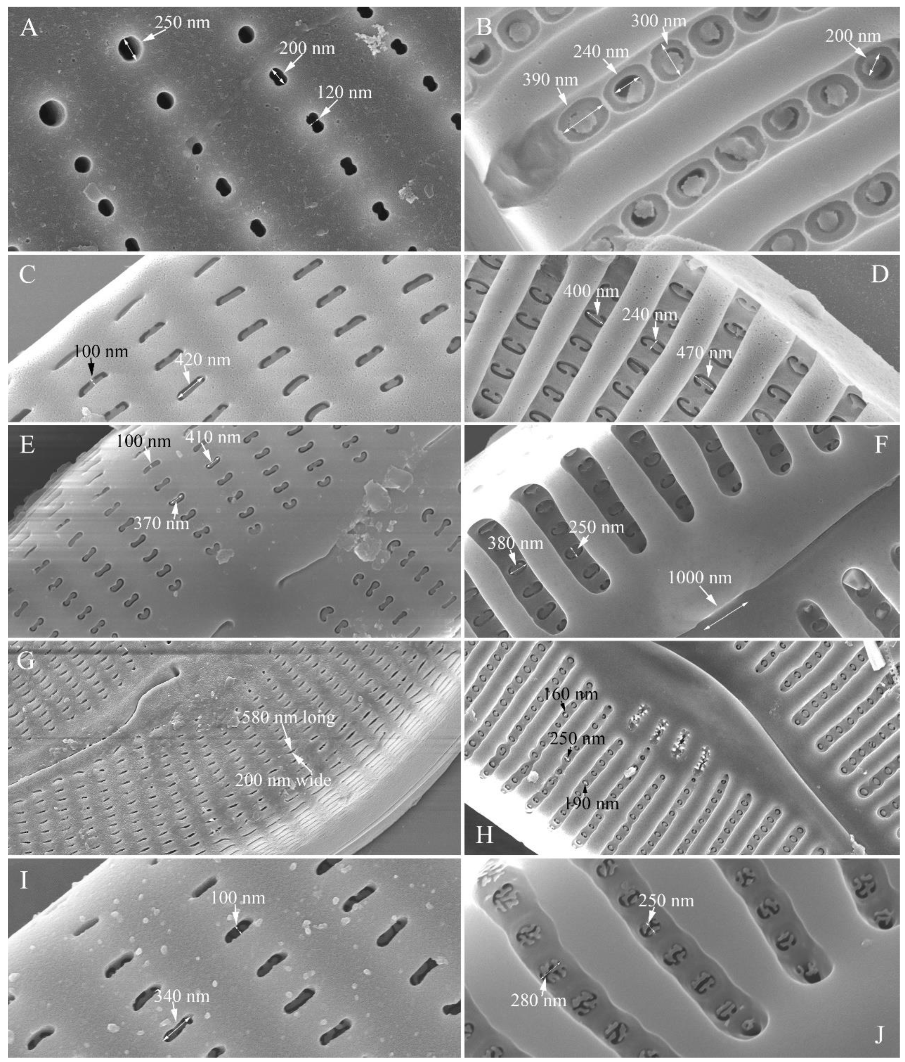 Preprints 109315 g028