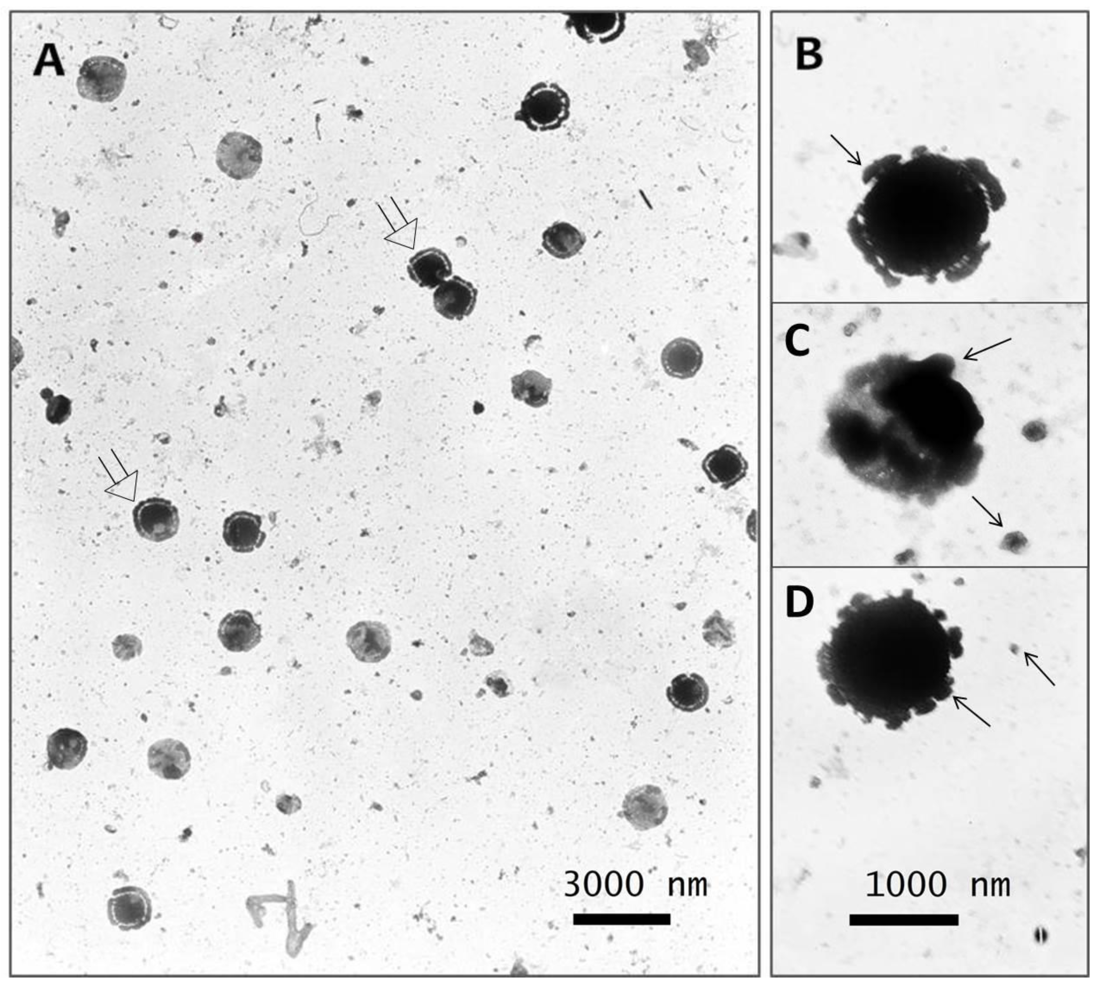 Preprints 75905 g010