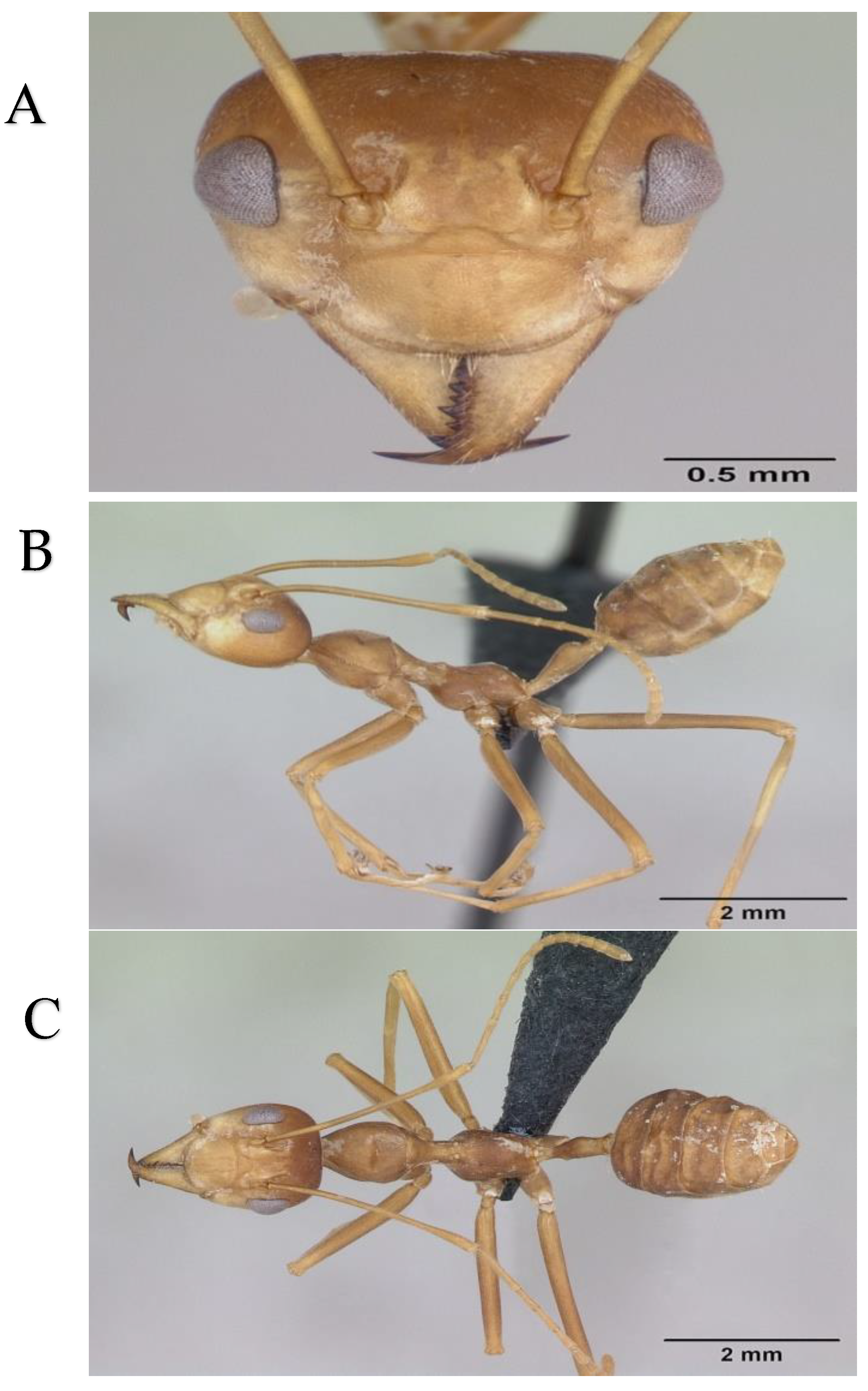 Preprints 70549 g002