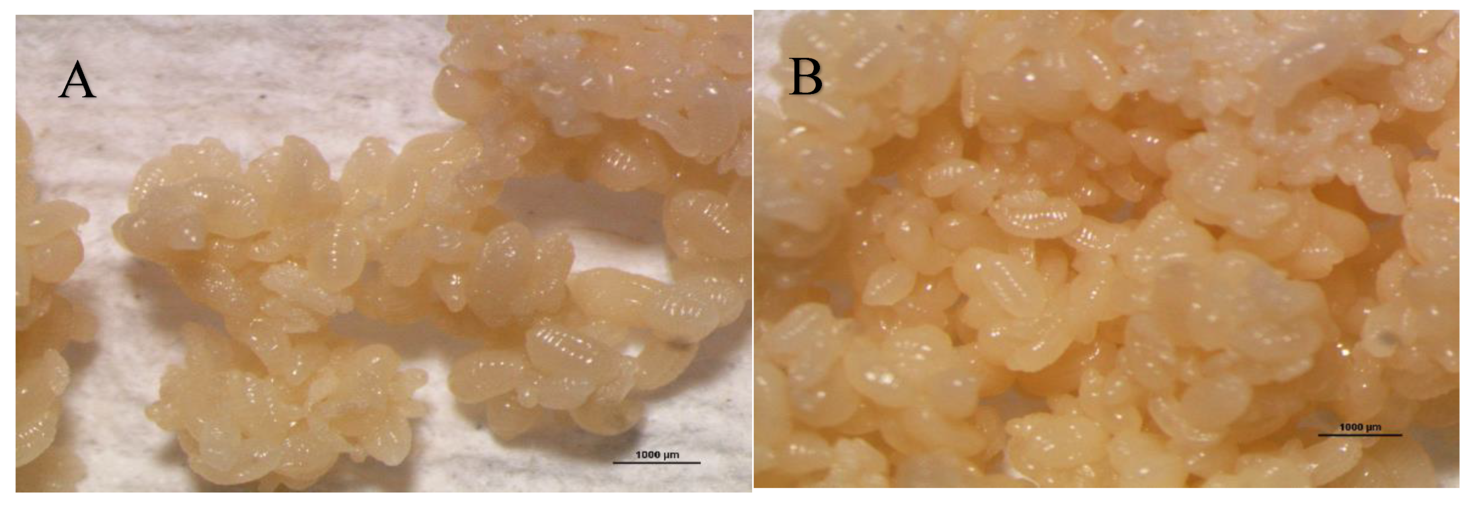 Preprints 70549 g004