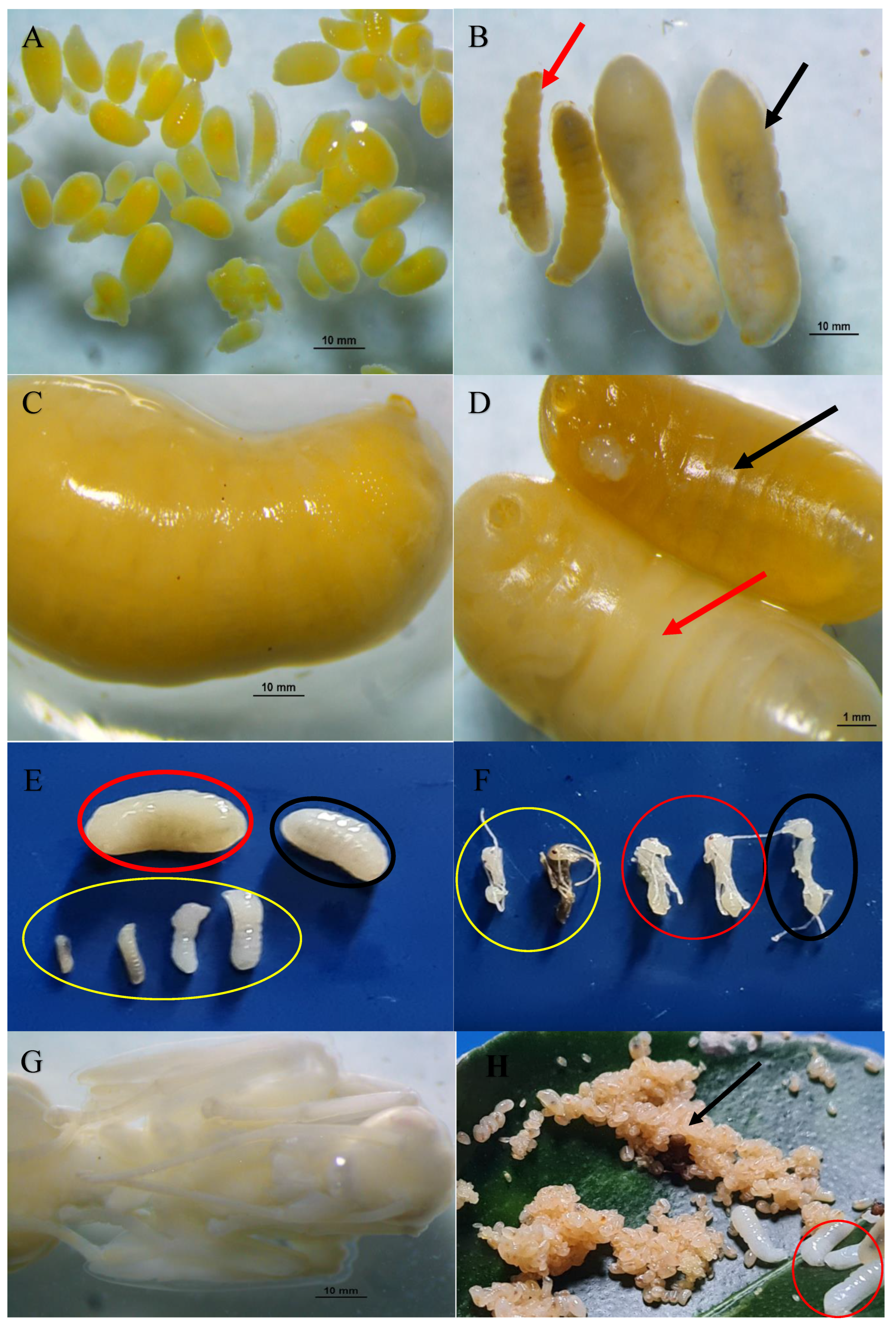 Preprints 70549 g005