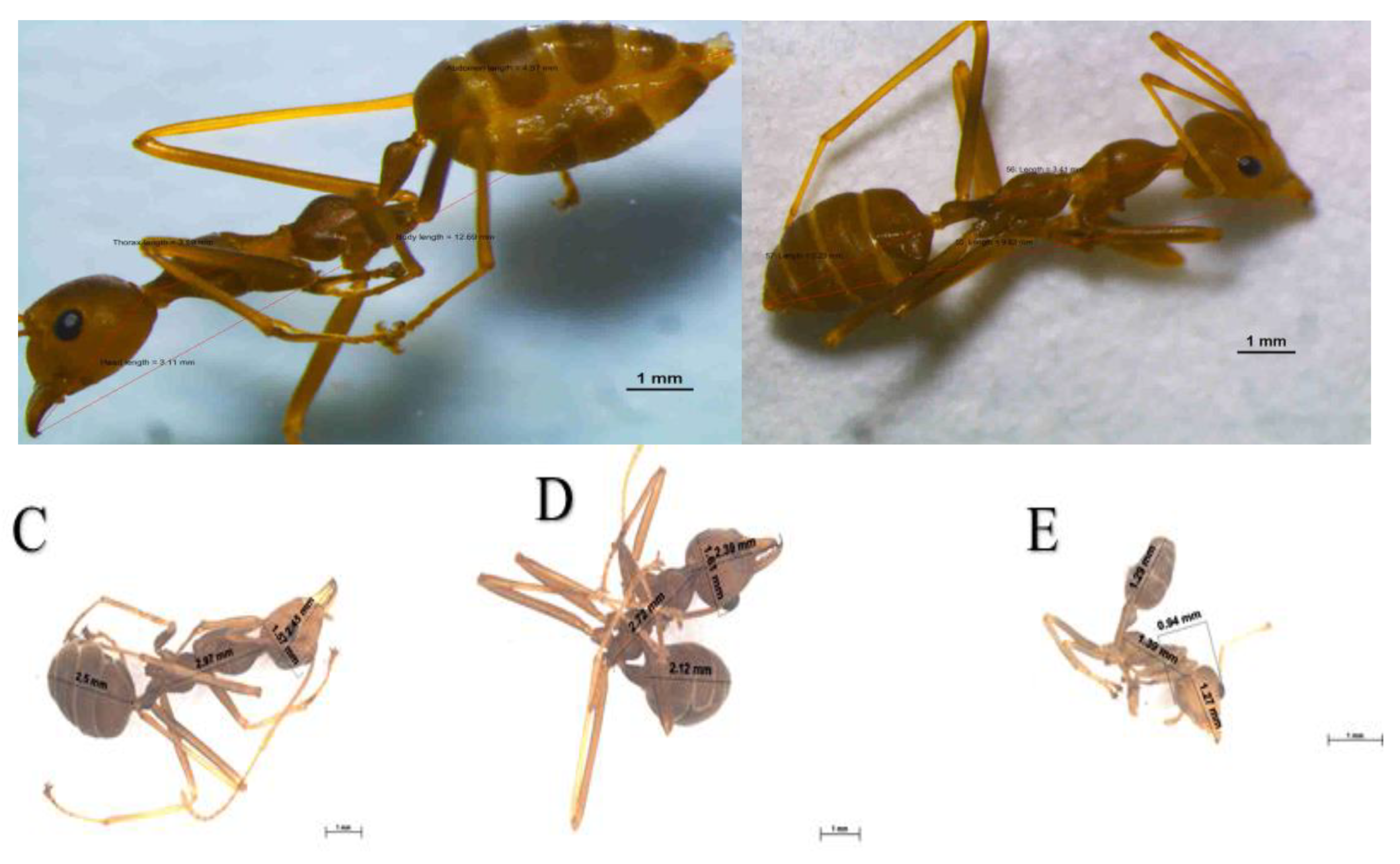 Preprints 70549 g006