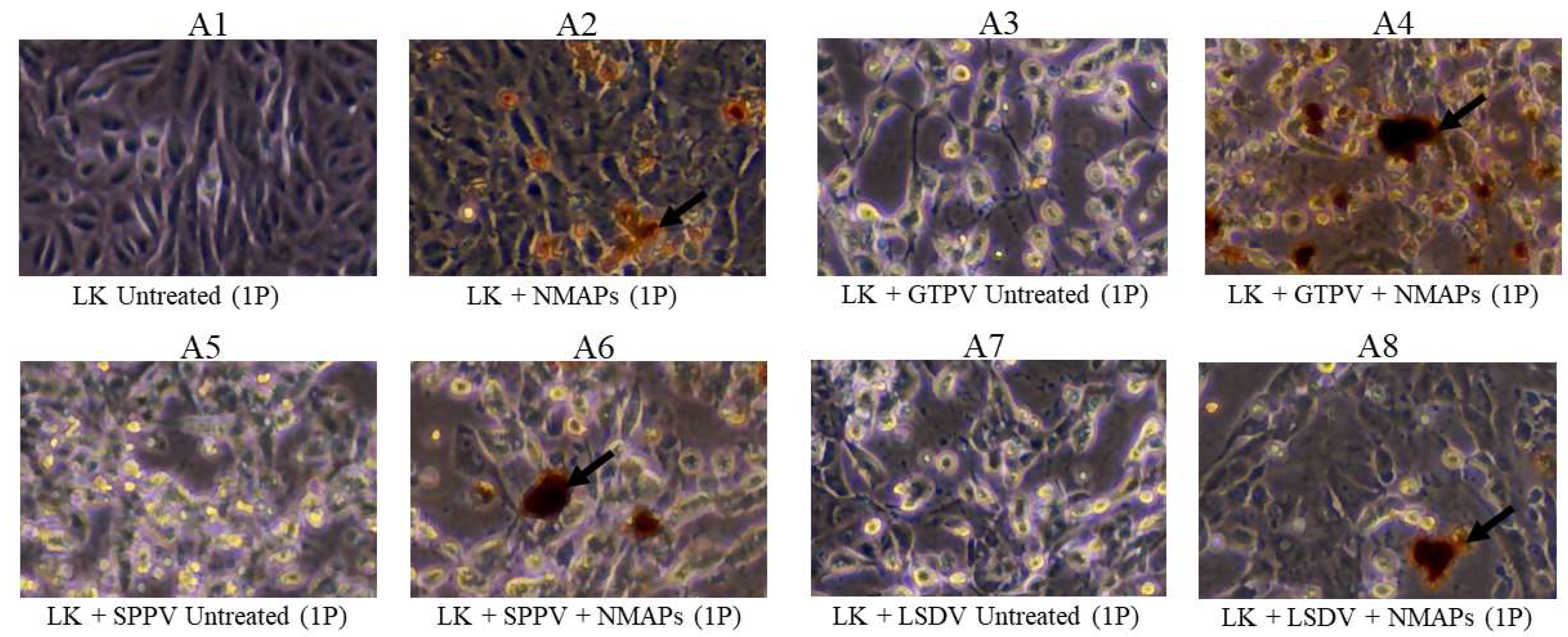 Preprints 119327 g001