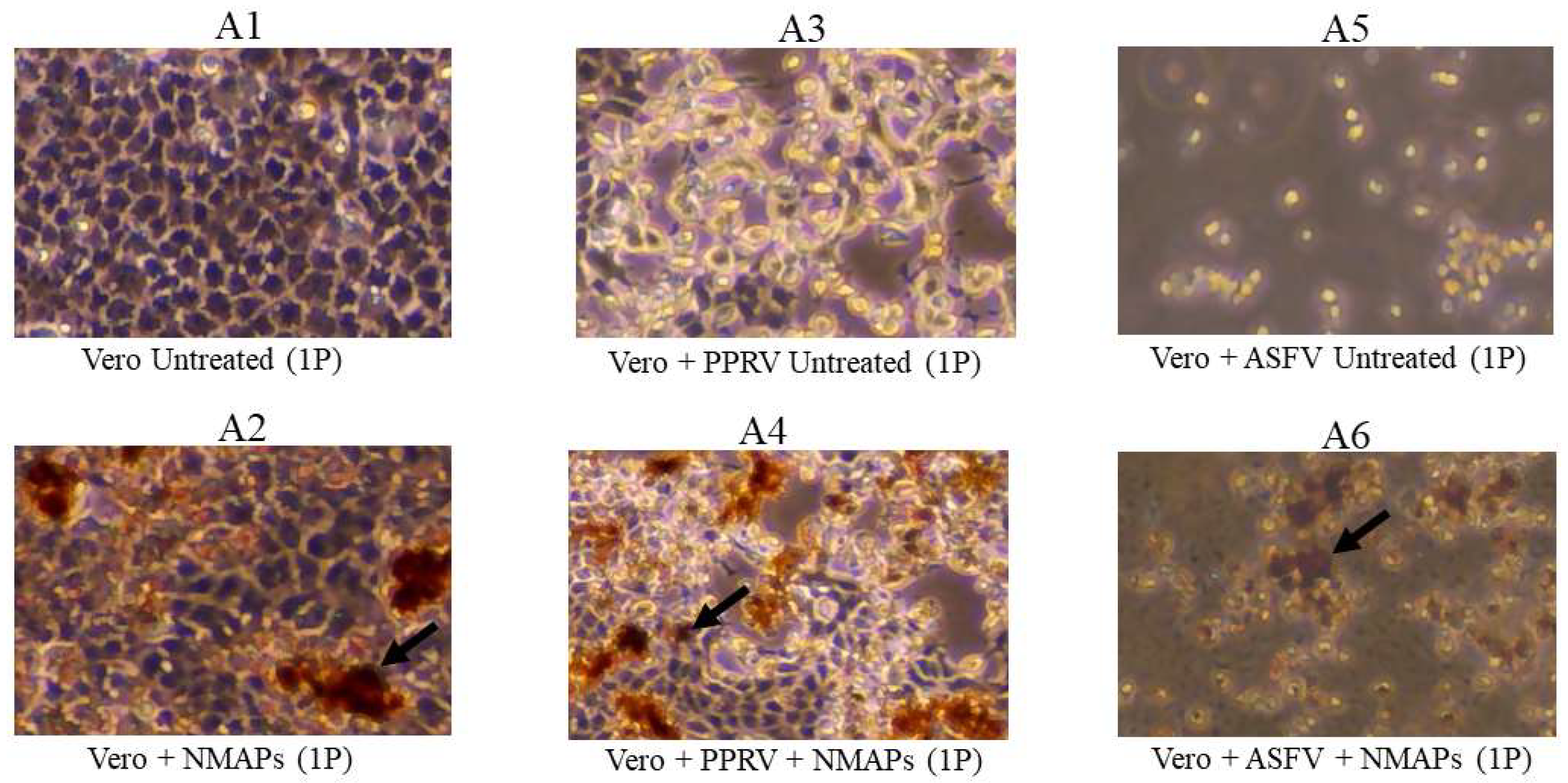 Preprints 119327 g002