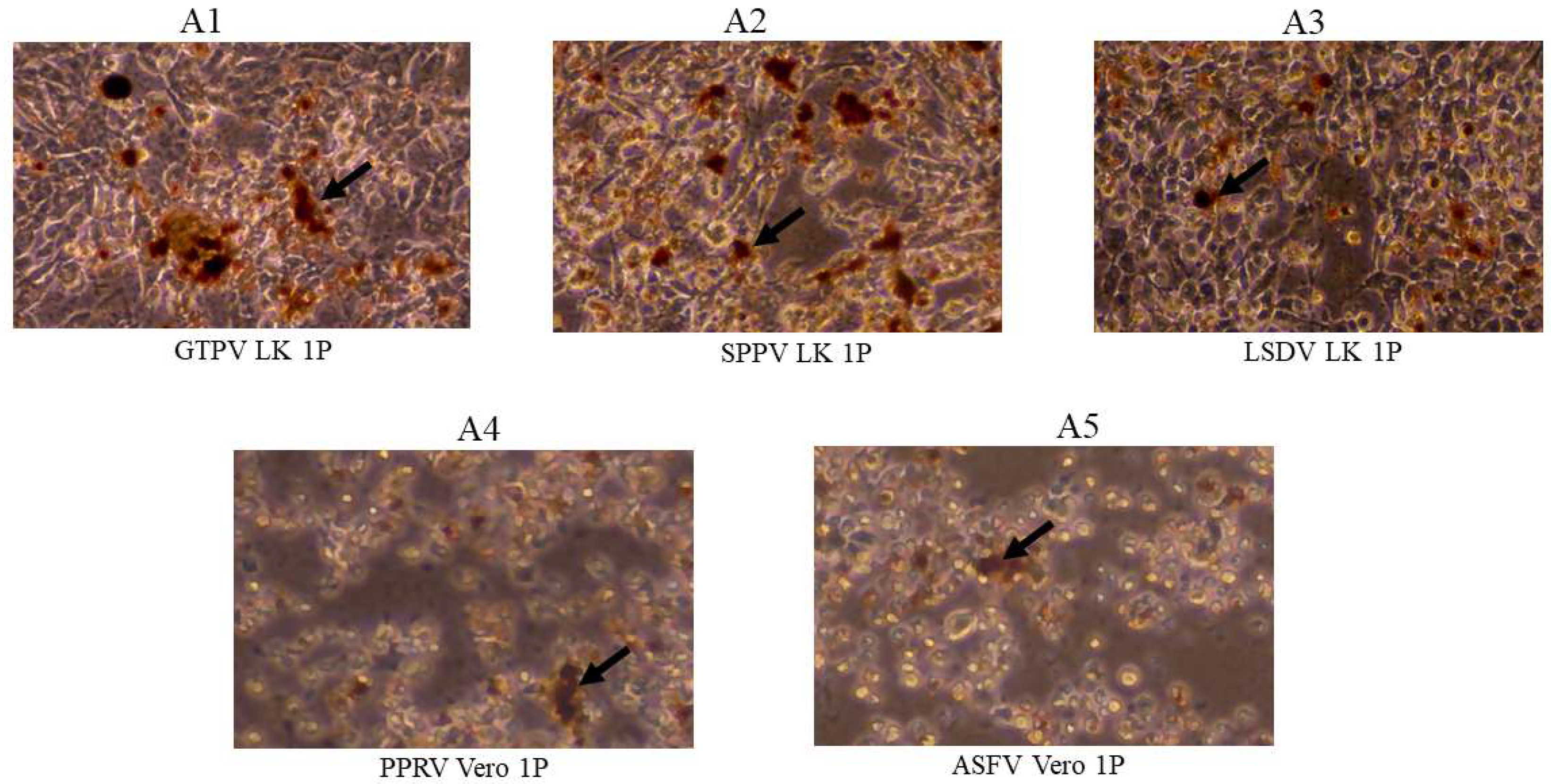 Preprints 119327 g003