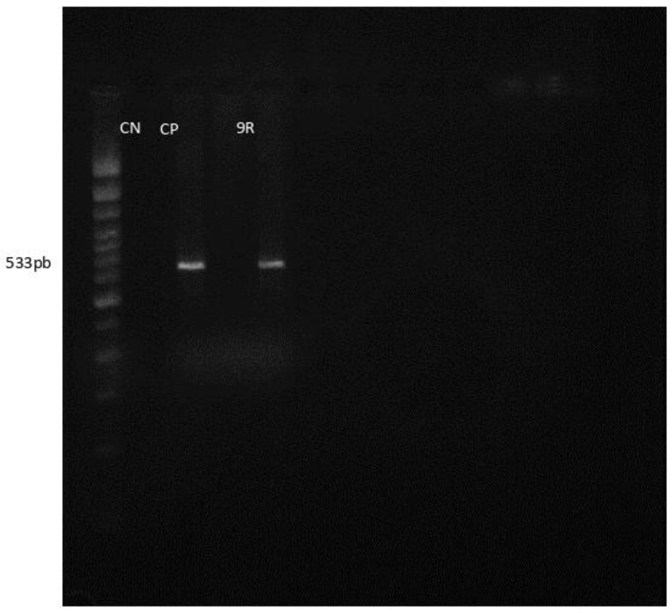 Preprints 93838 g002