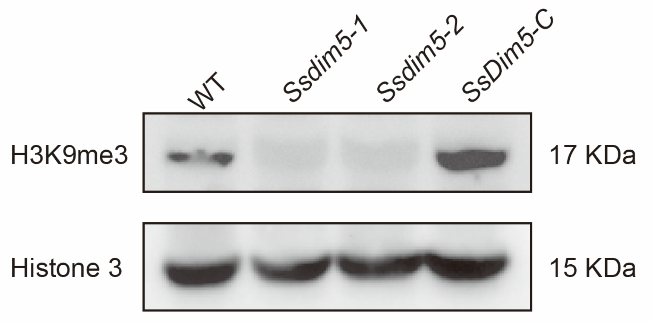 Preprints 100983 g004