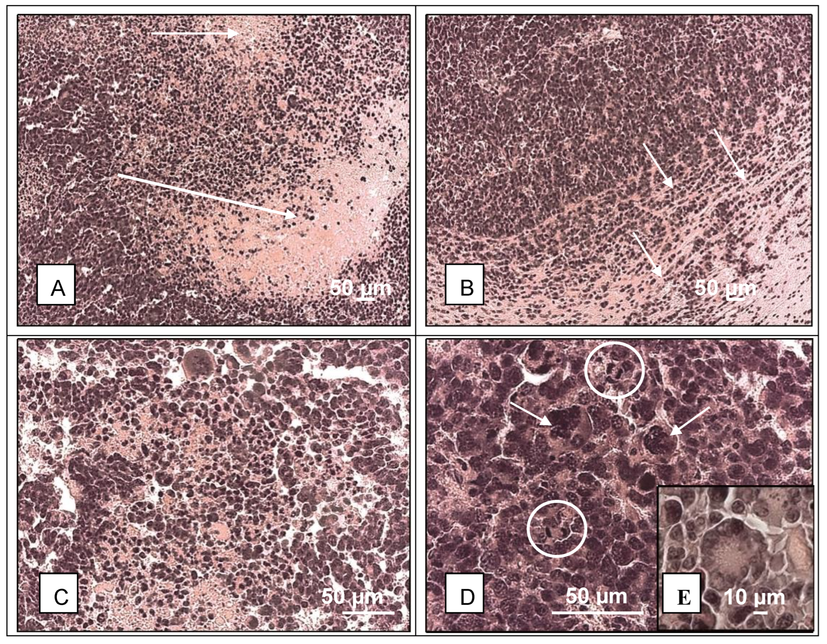 Preprints 111138 g001