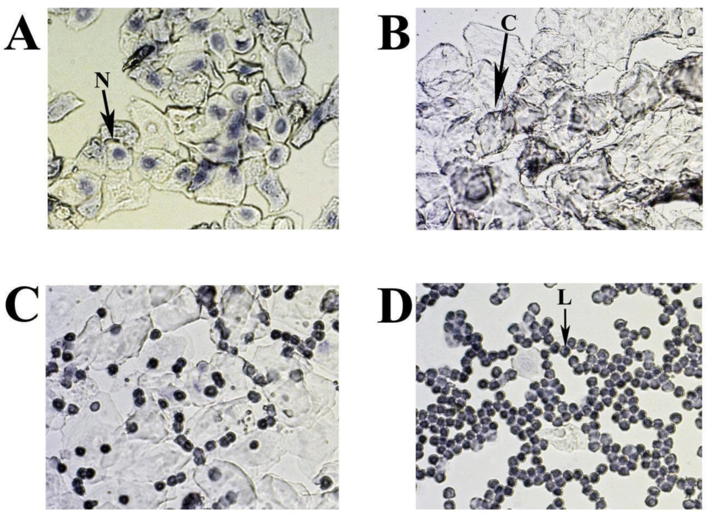 Preprints 115105 g003