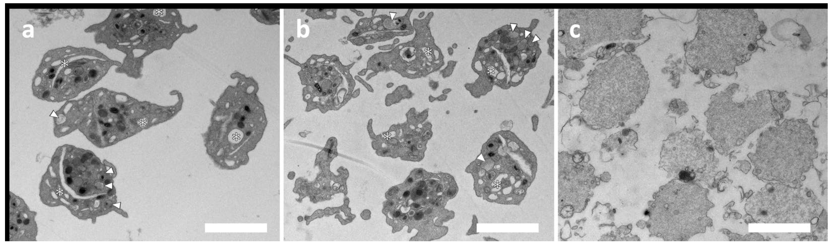 Preprints 89525 g003