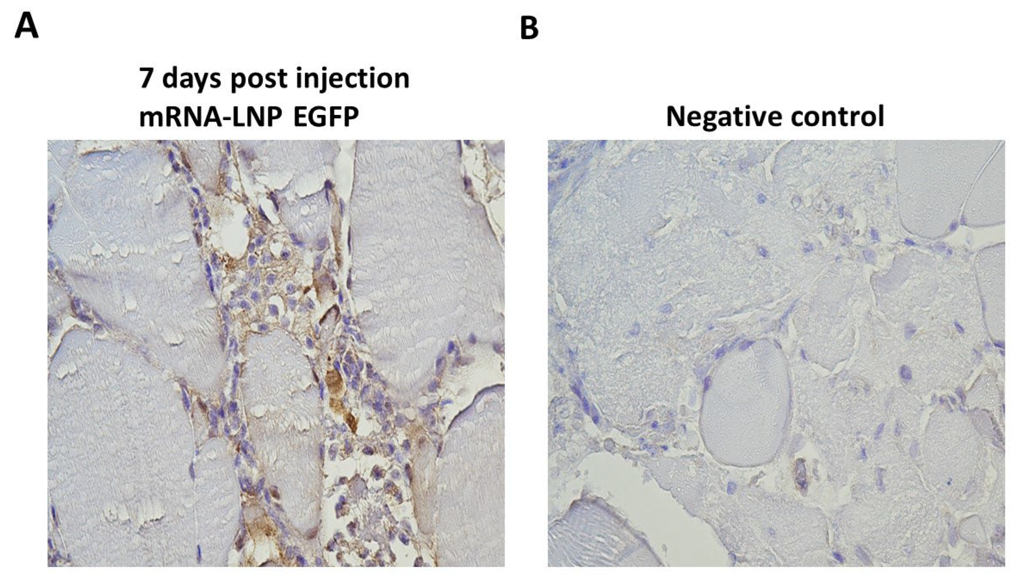 Preprints 109489 g005