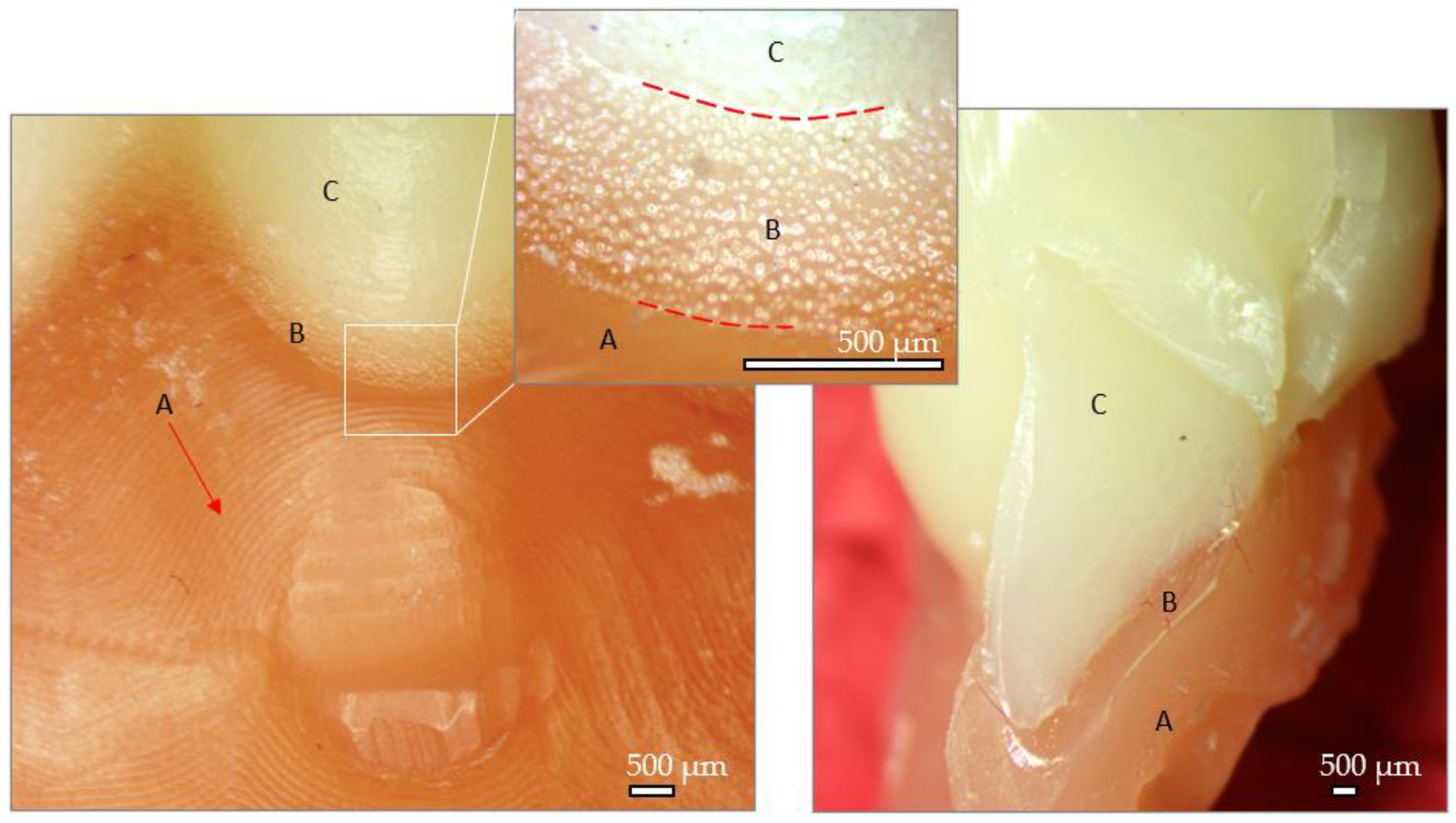 Preprints 106587 g012