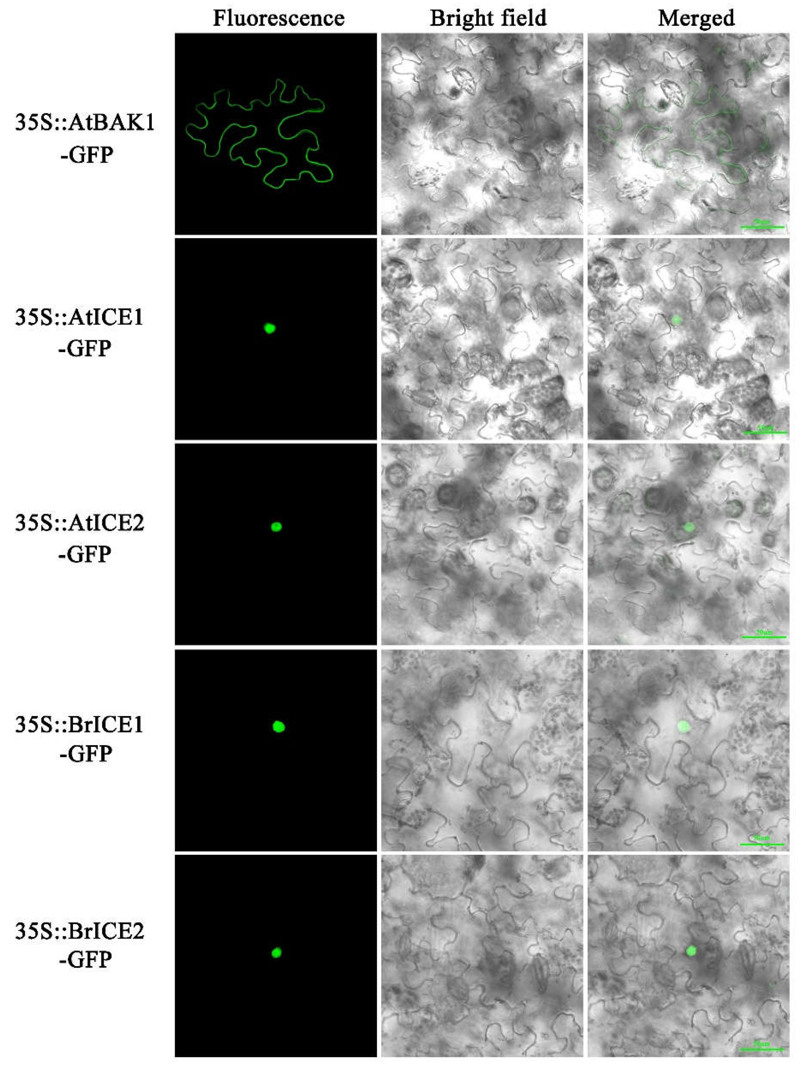 Preprints 108537 g004