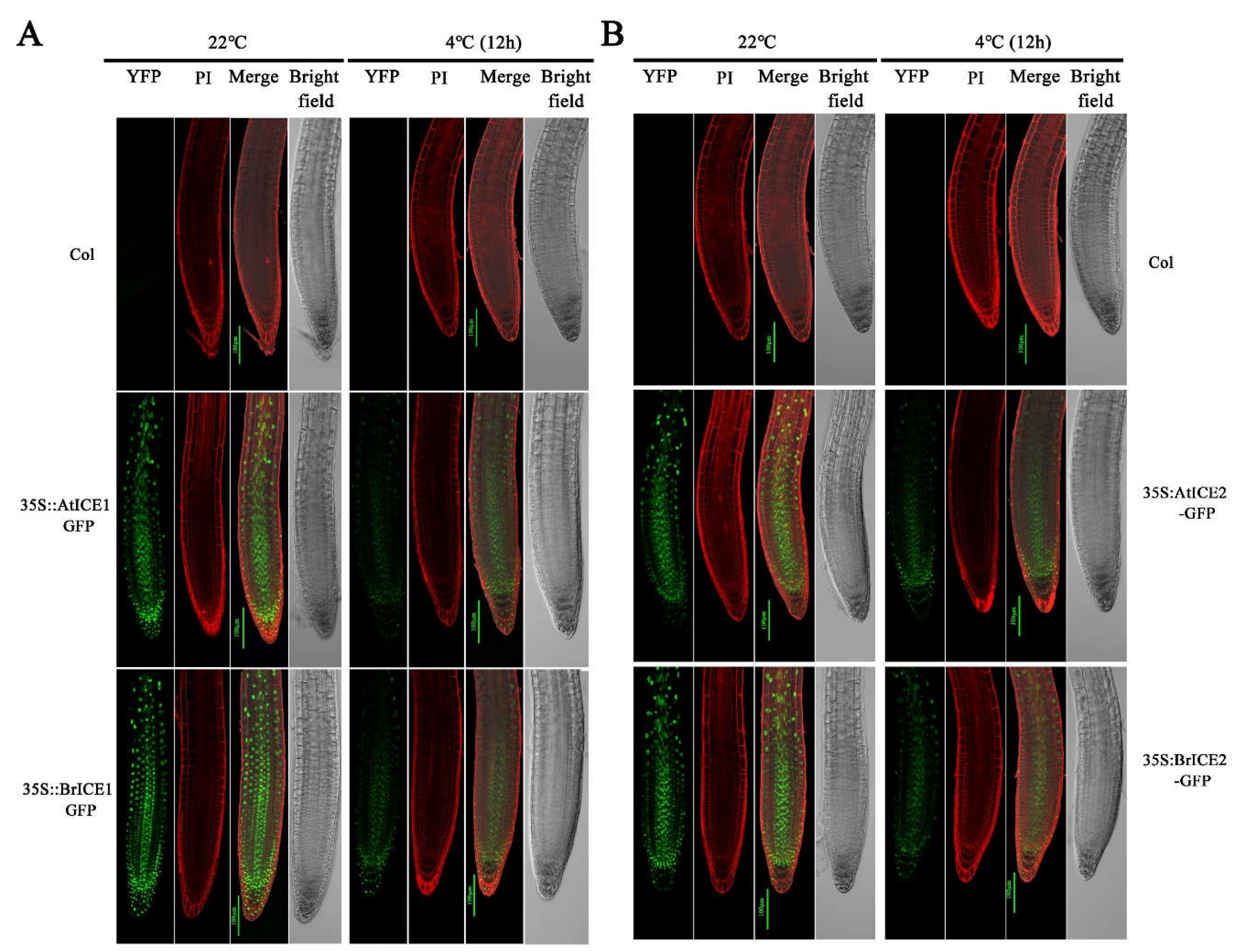 Preprints 108537 g005