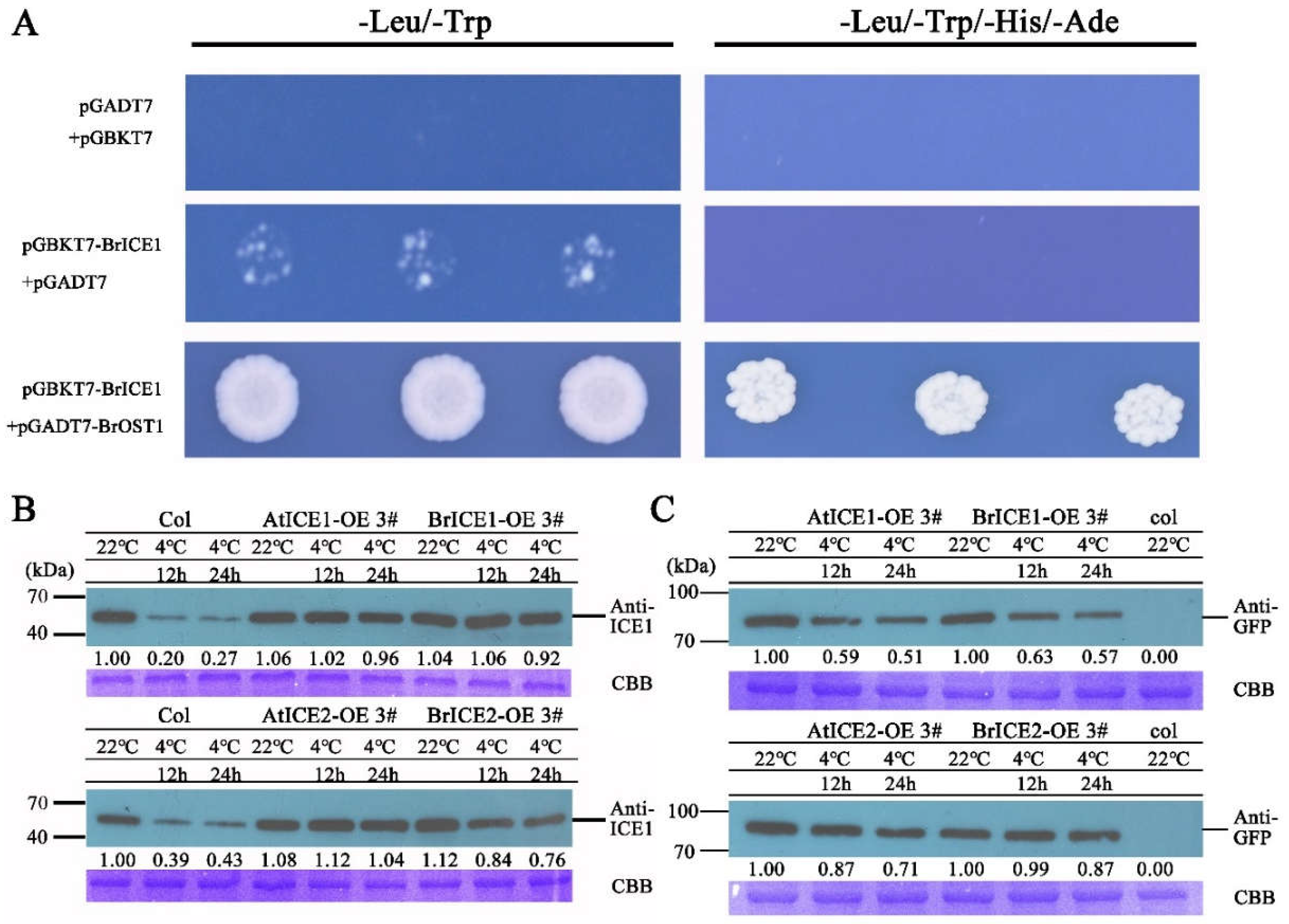 Preprints 108537 g009