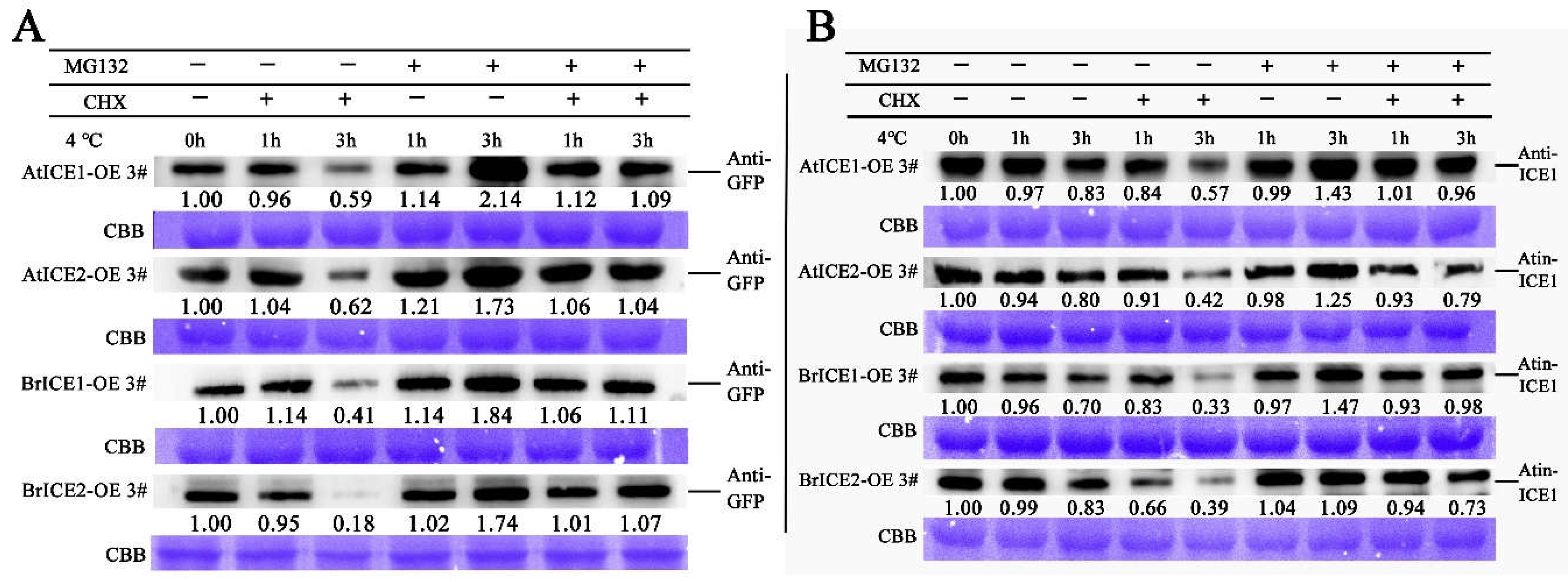 Preprints 108537 g010