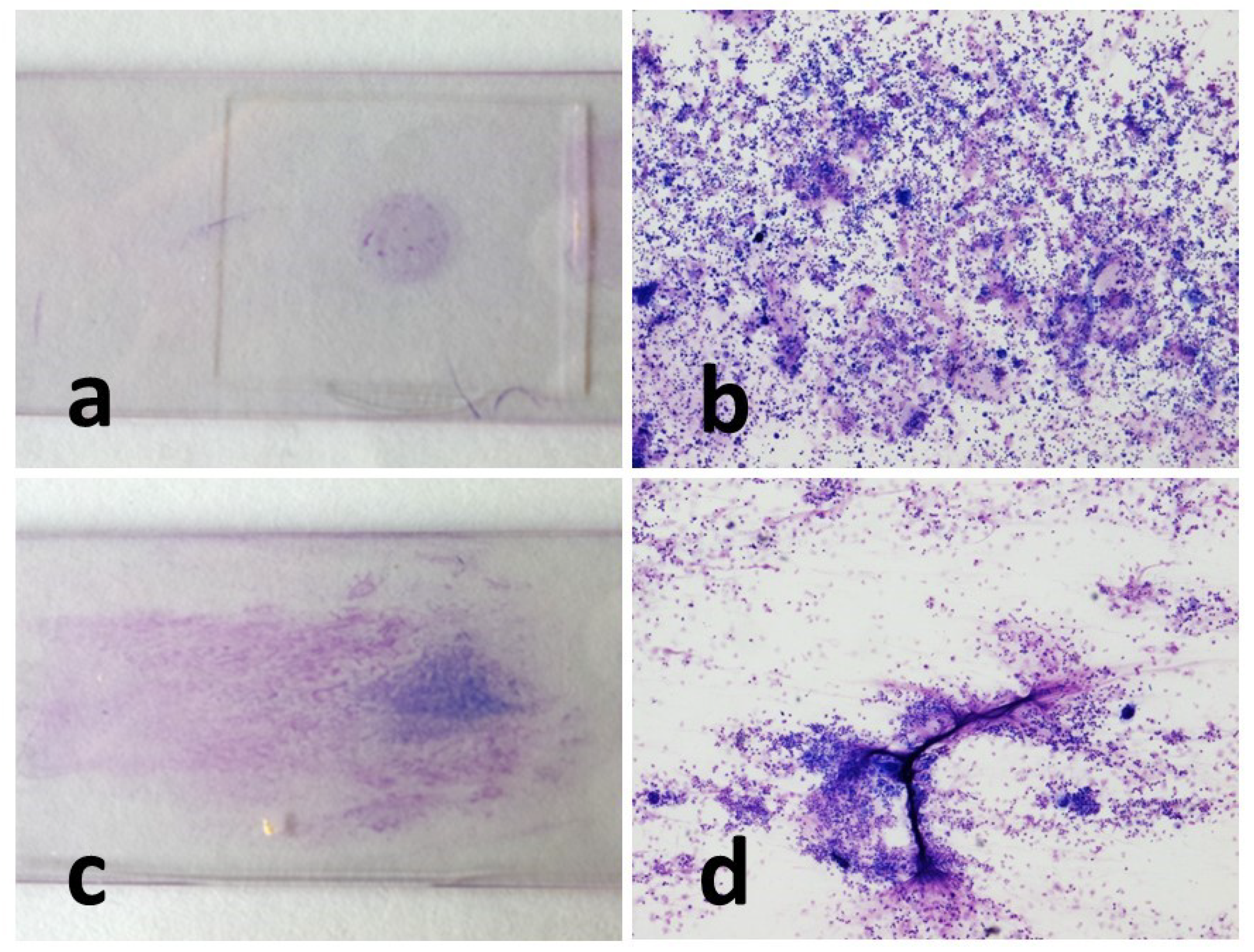 Preprints 76871 g002