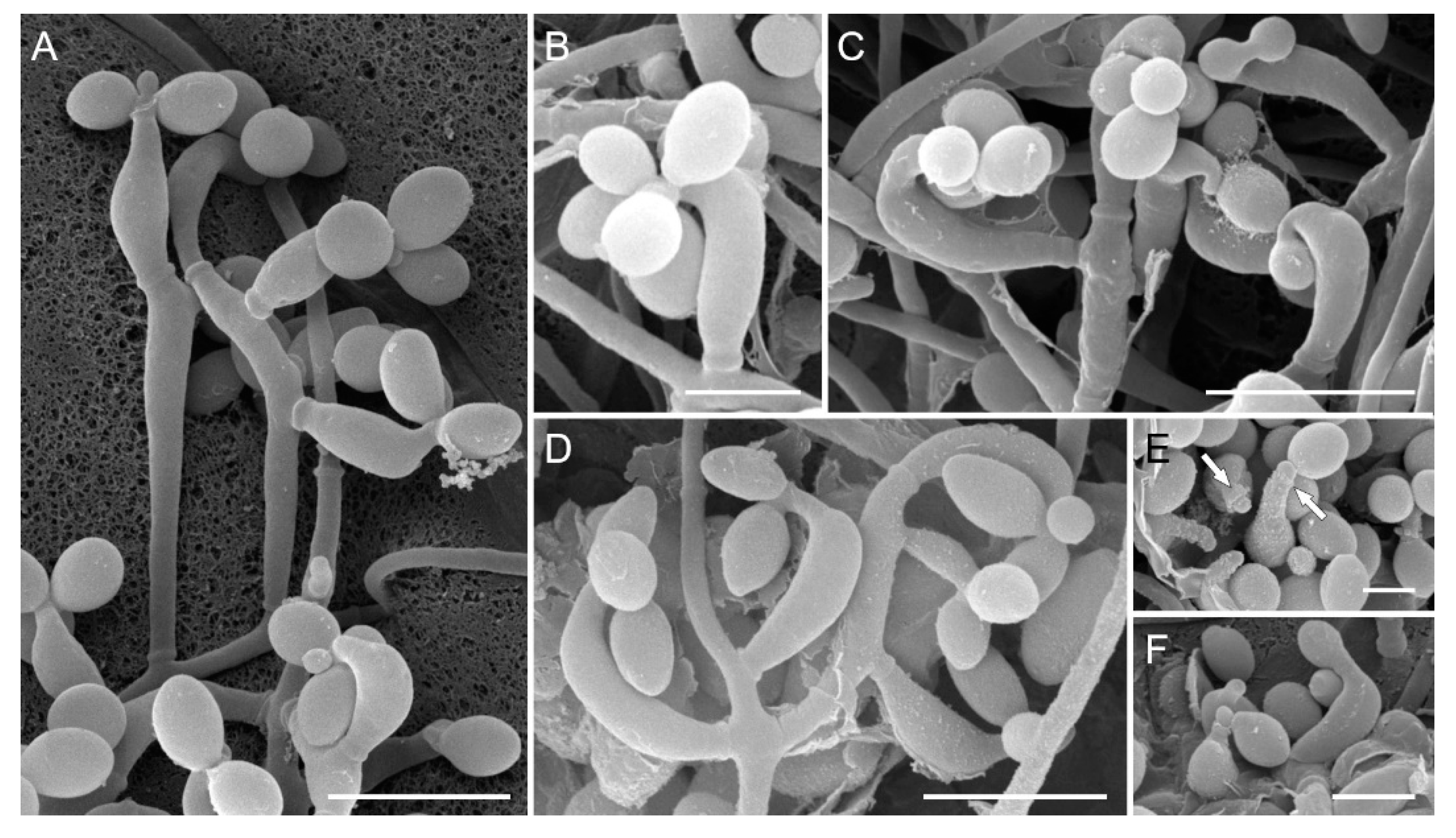 Preprints 74141 g003