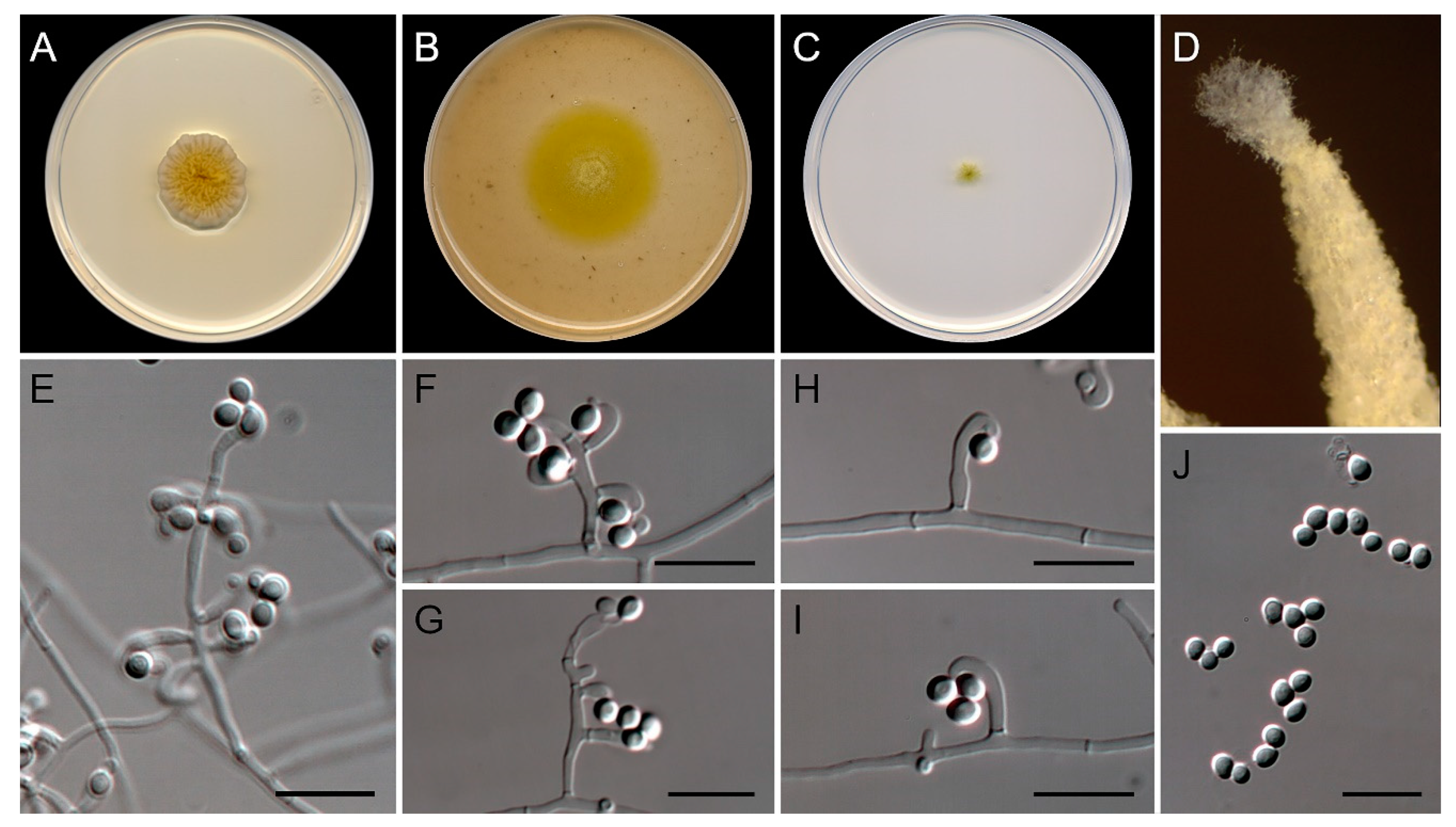 Preprints 74141 g005