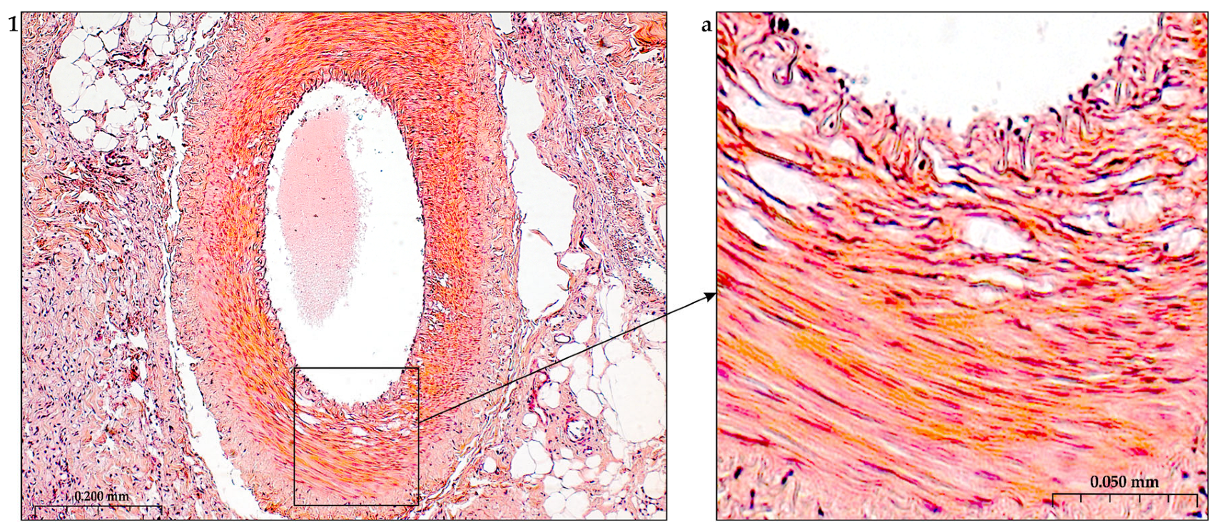 Preprints 116862 g002