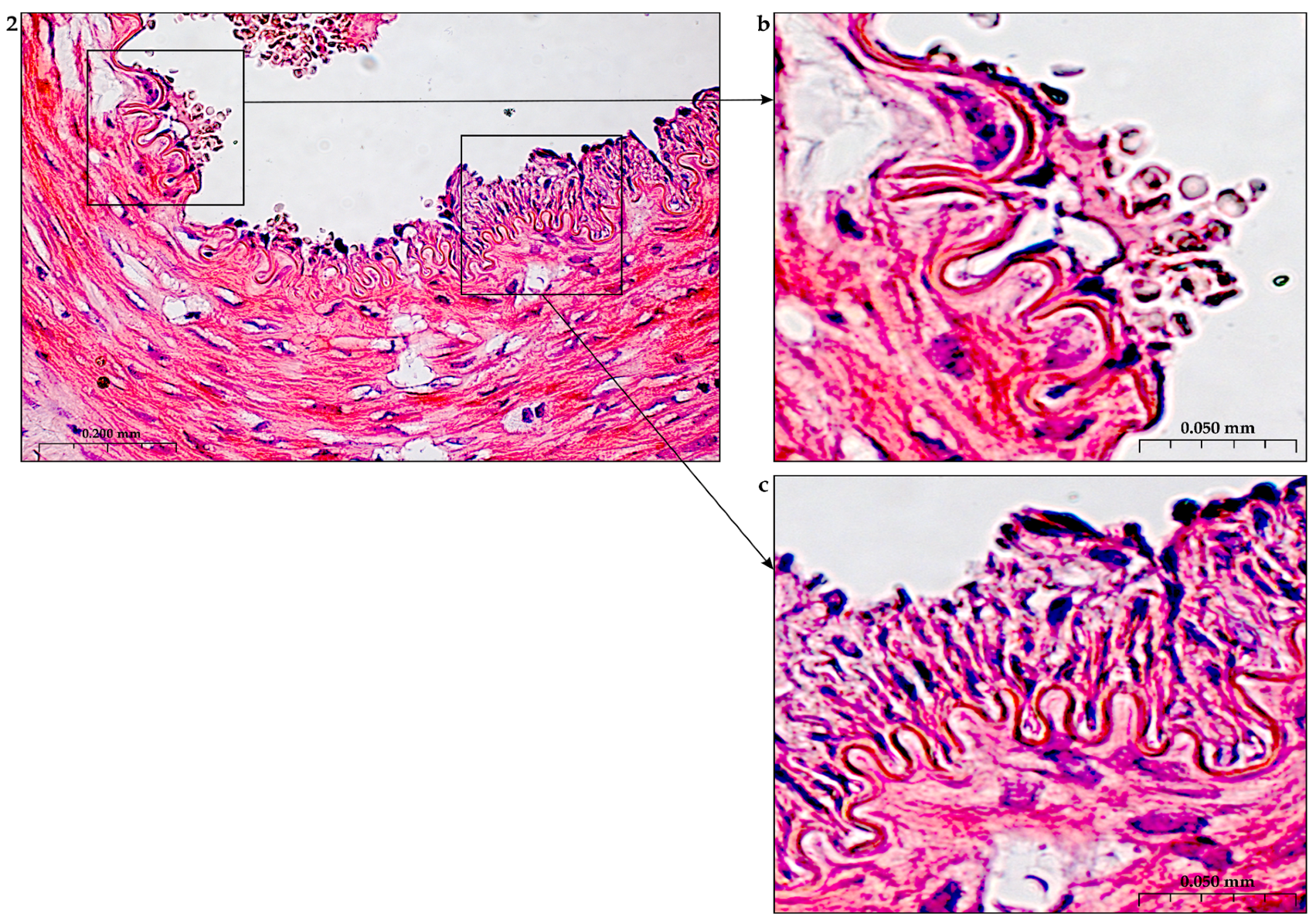 Preprints 116862 g003