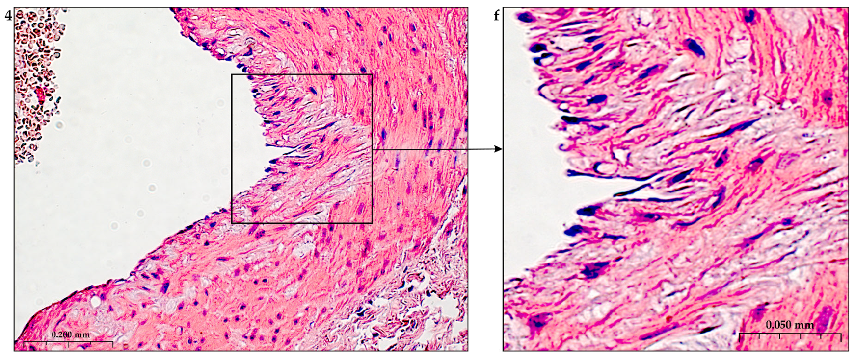 Preprints 116862 g005