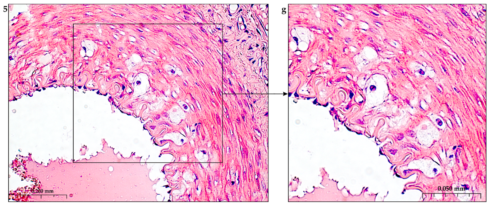 Preprints 116862 g006