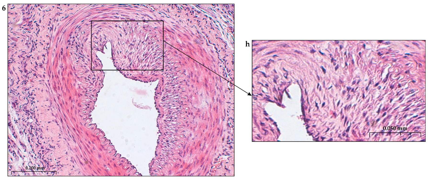 Preprints 116862 g007