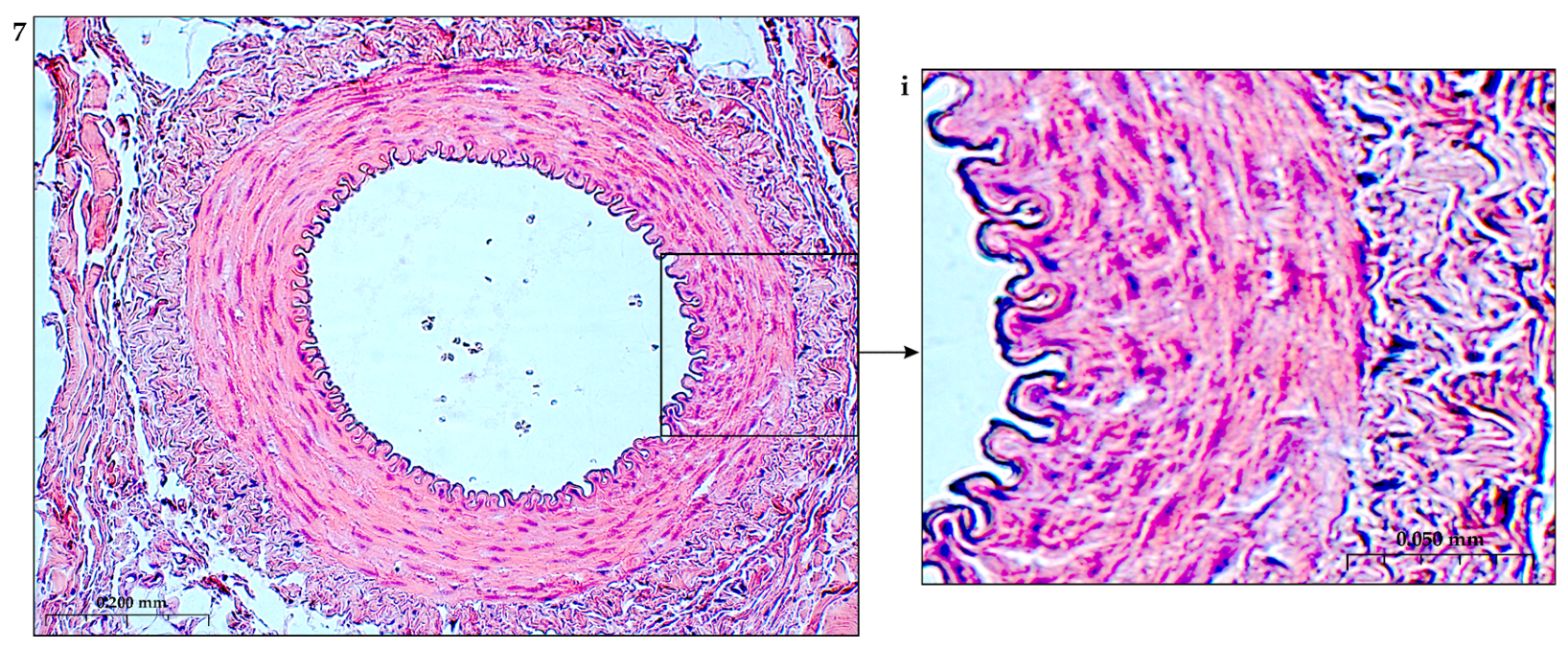 Preprints 116862 g009