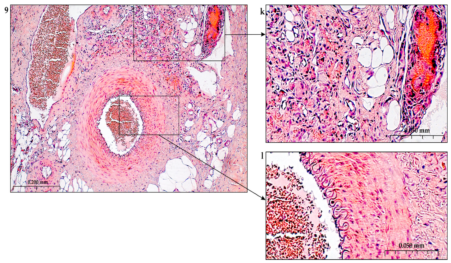 Preprints 116862 g011