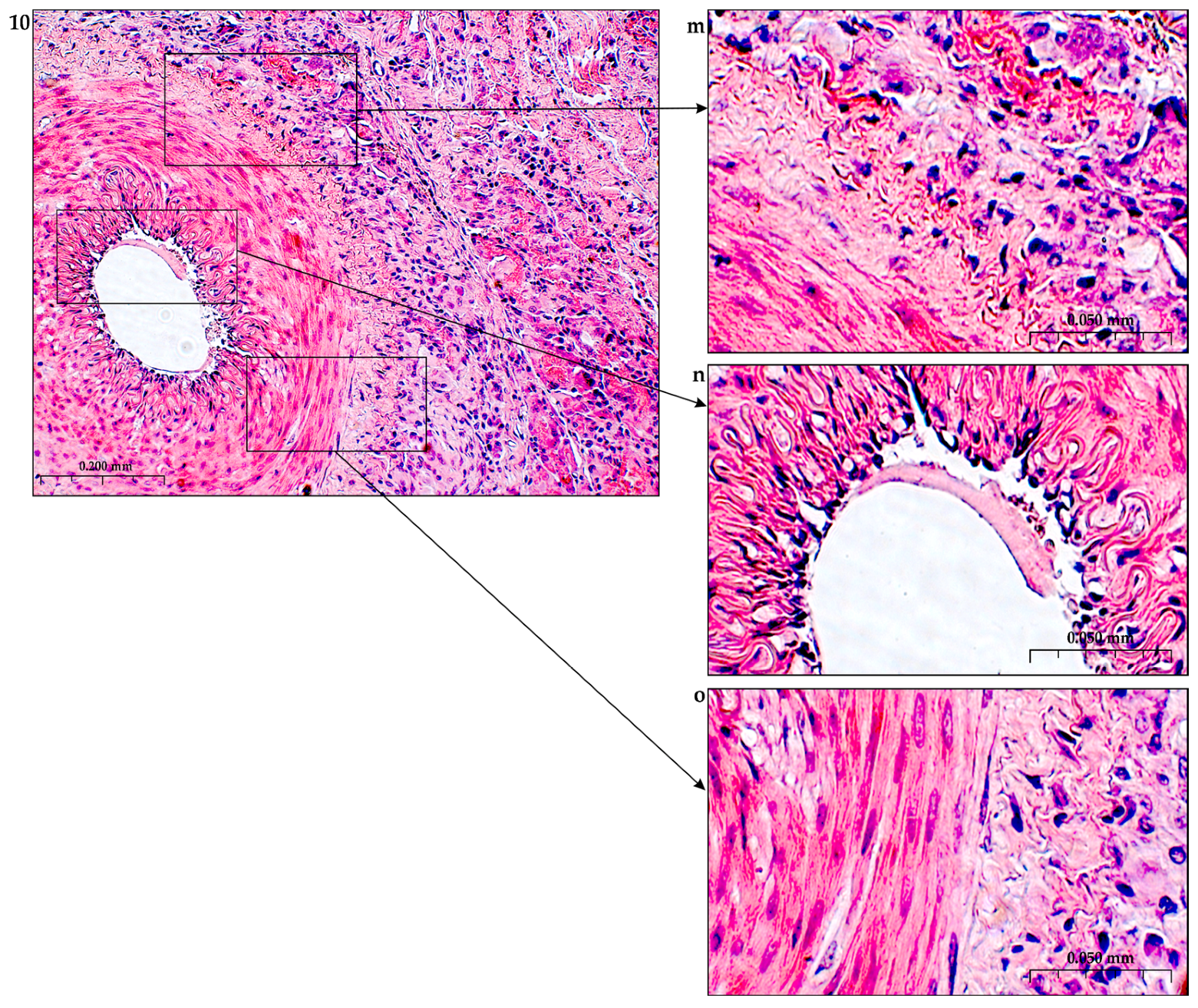 Preprints 116862 g013