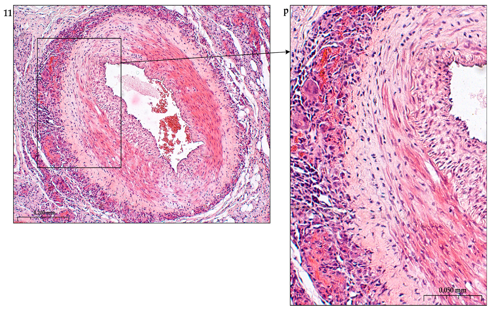 Preprints 116862 g014