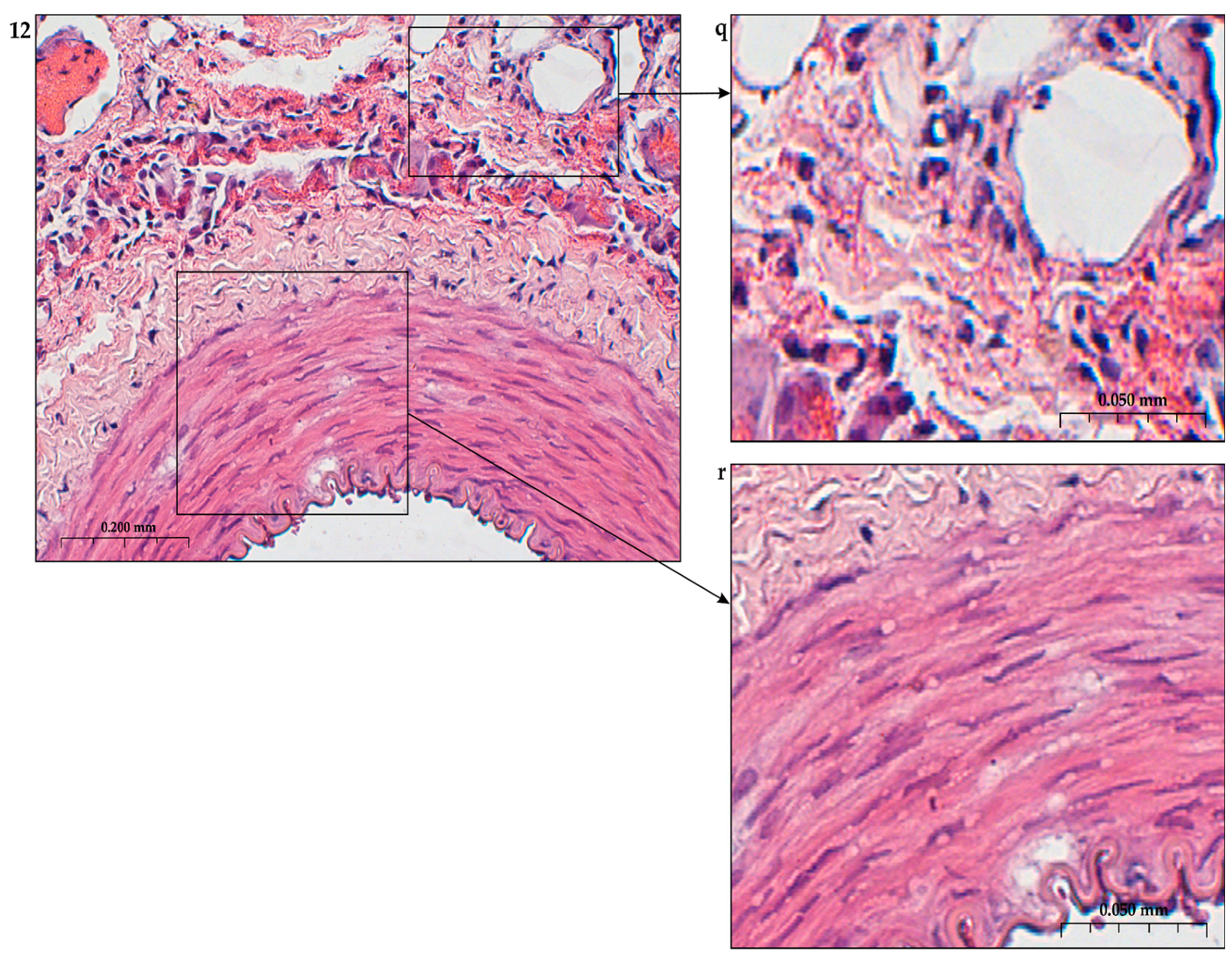 Preprints 116862 g015