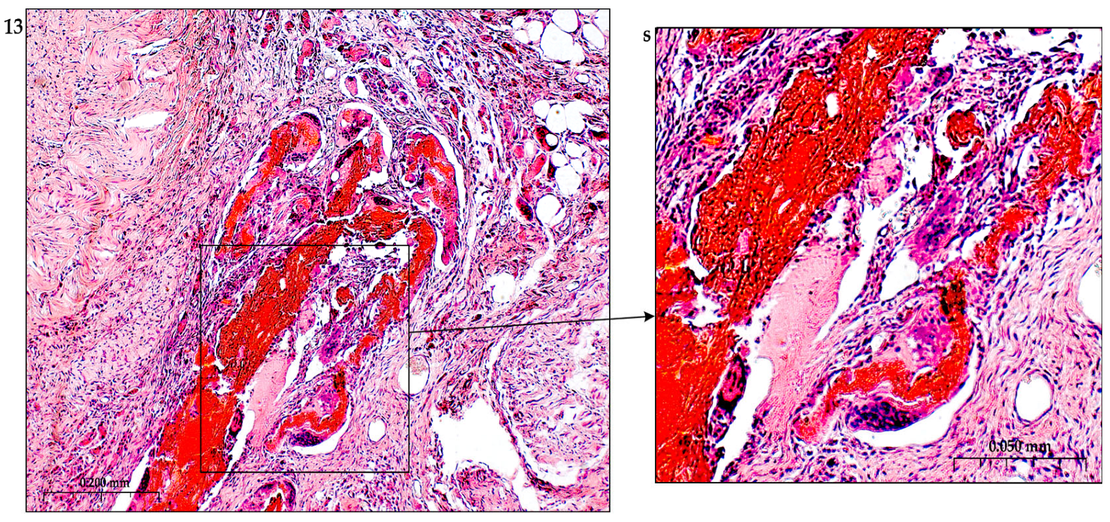 Preprints 116862 g016