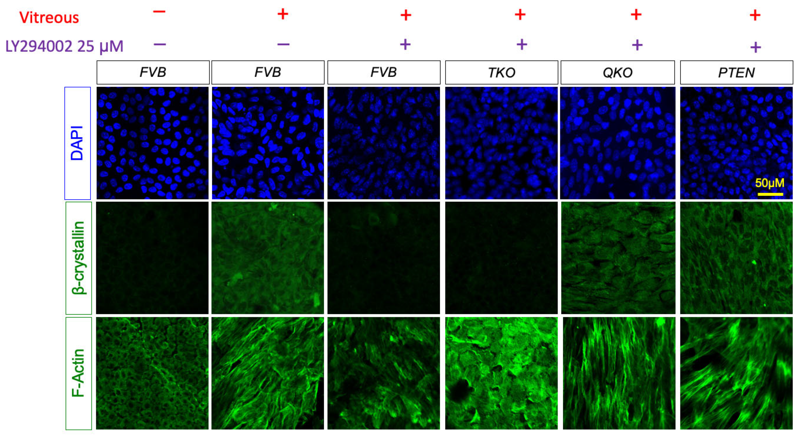 Preprints 104865 g008