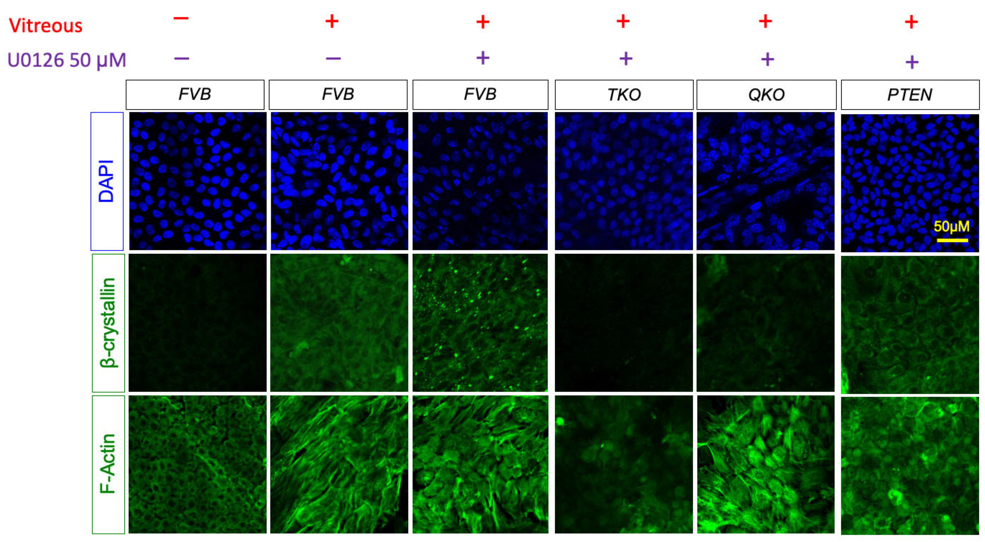 Preprints 104865 g009