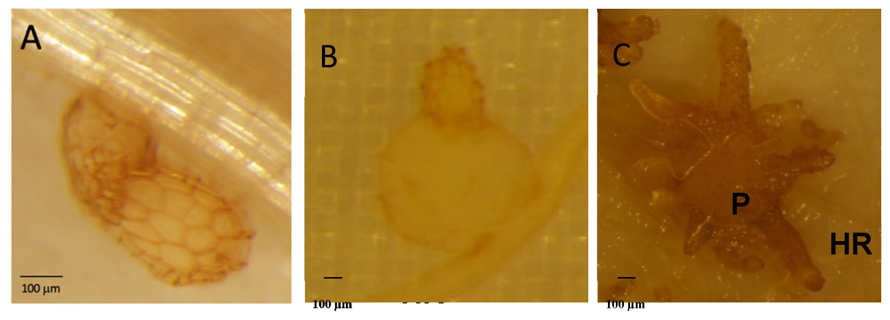 Preprints 112222 g006