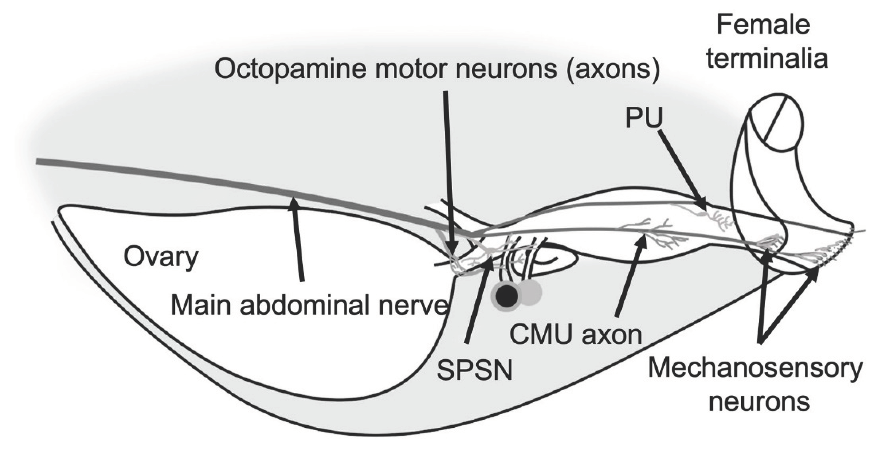 Preprints 99942 g004