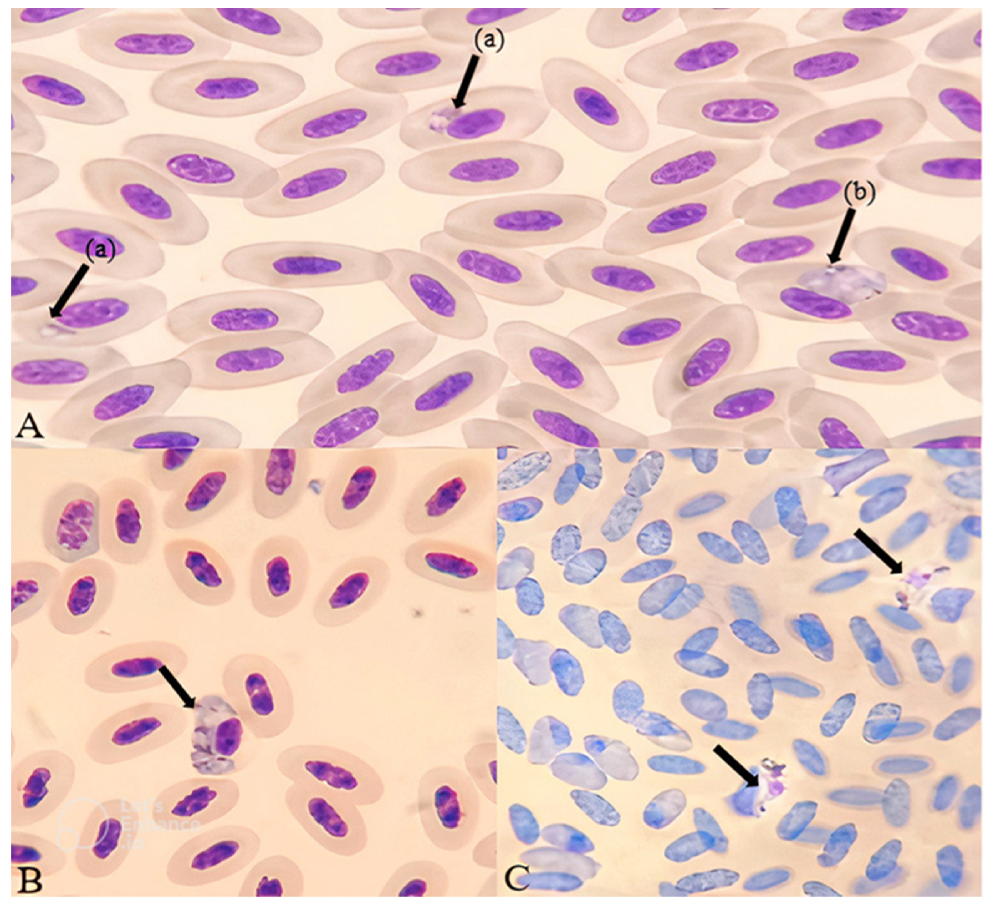 Preprints 84807 g001