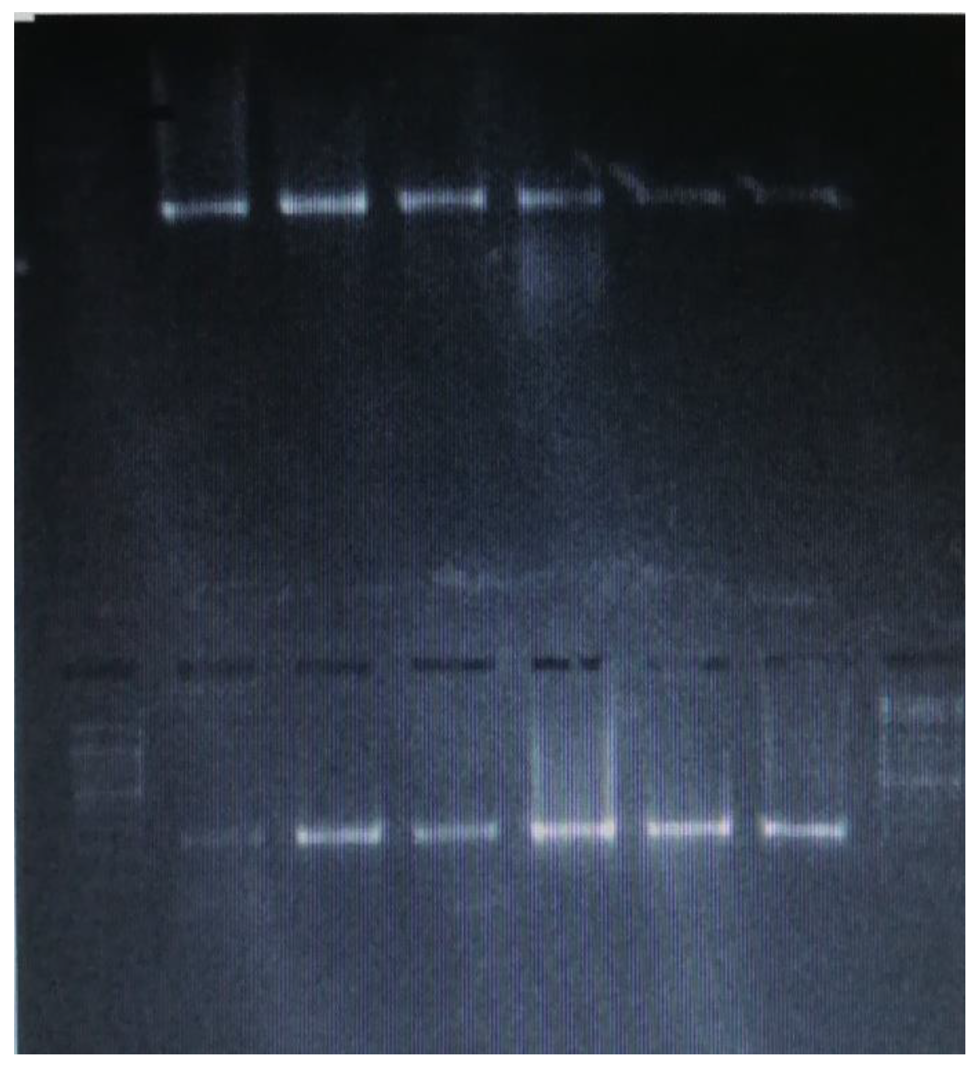 Preprints 118271 g005