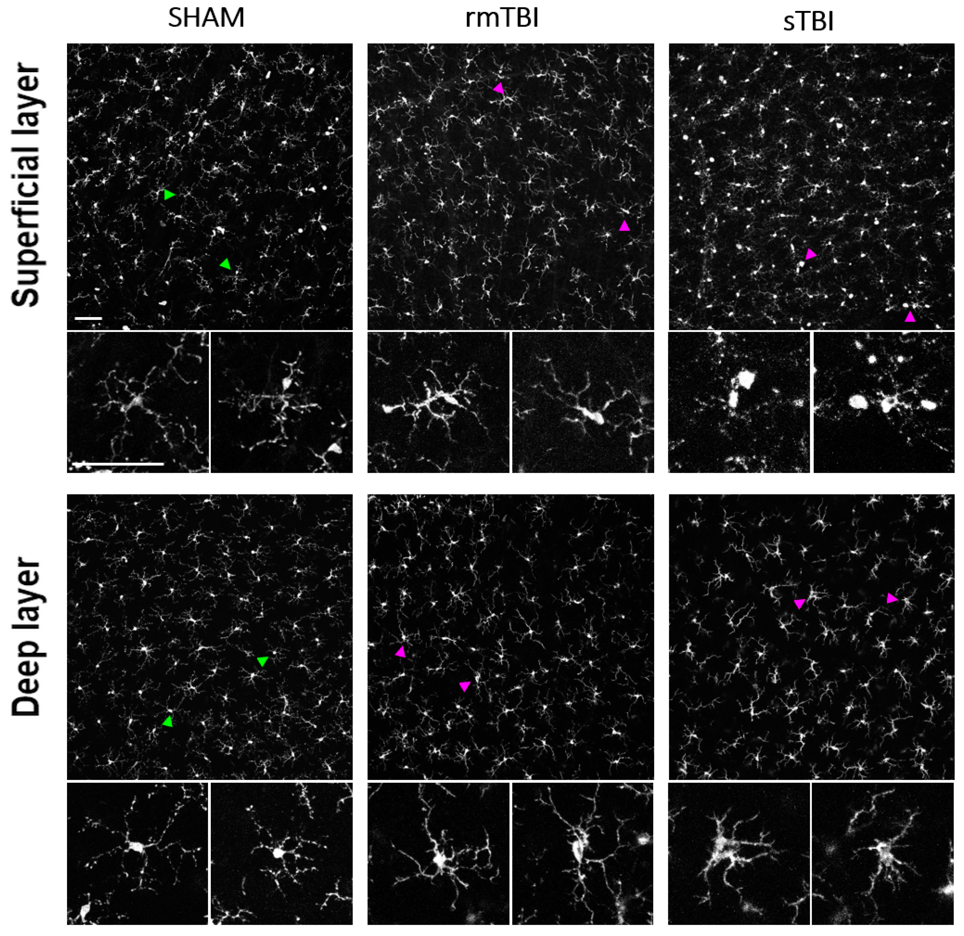 Preprints 66898 g001