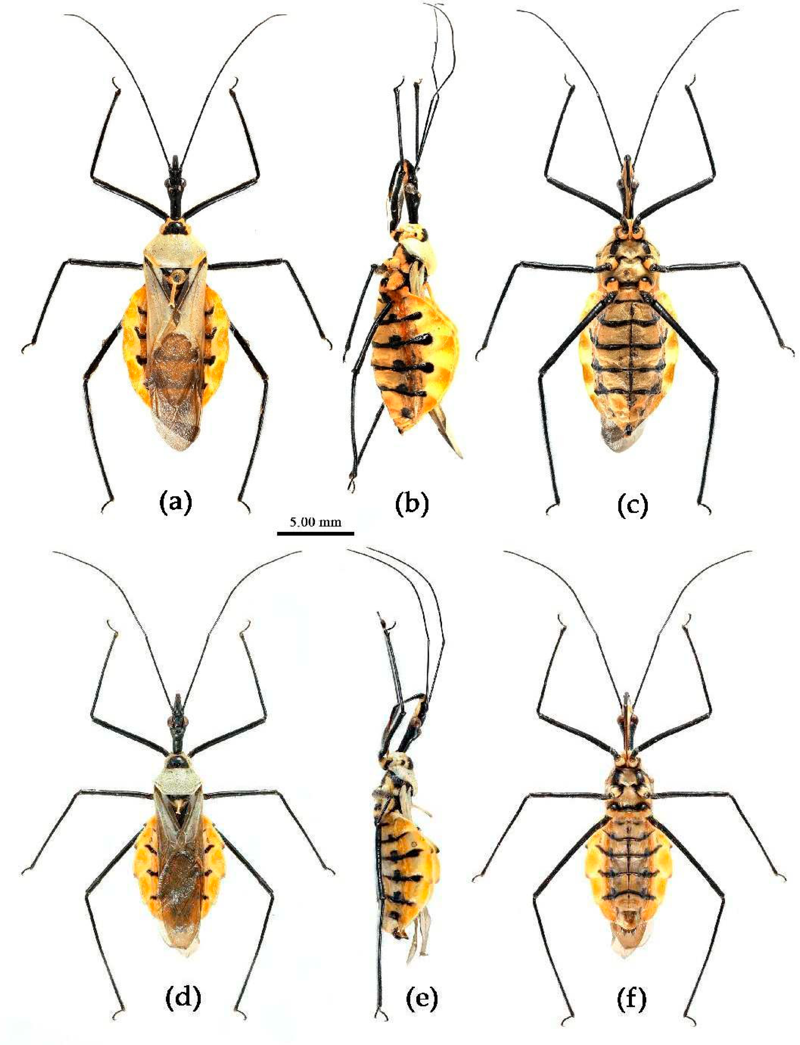 Preprints 83308 g015